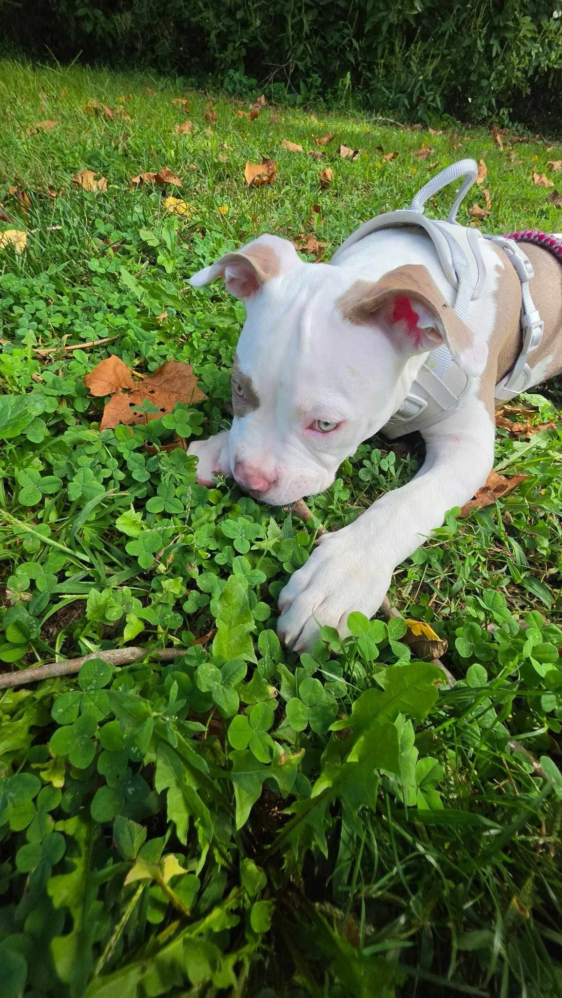 White and tan dog relaxing in green clover.