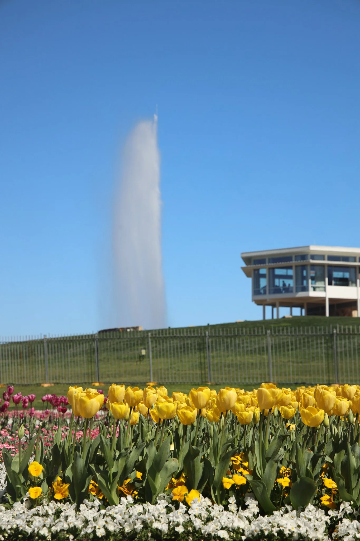Floriade Flowers