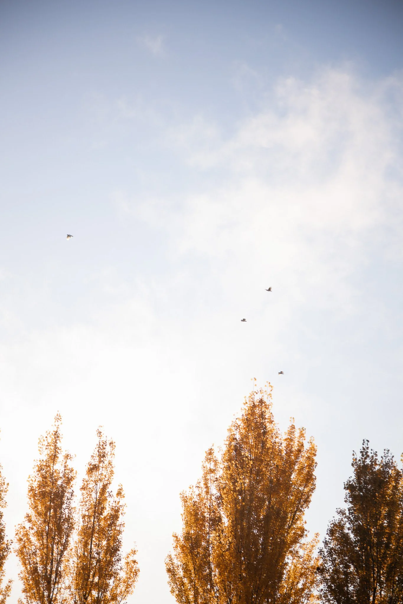 Golden Trees, blue skies, flying birds.