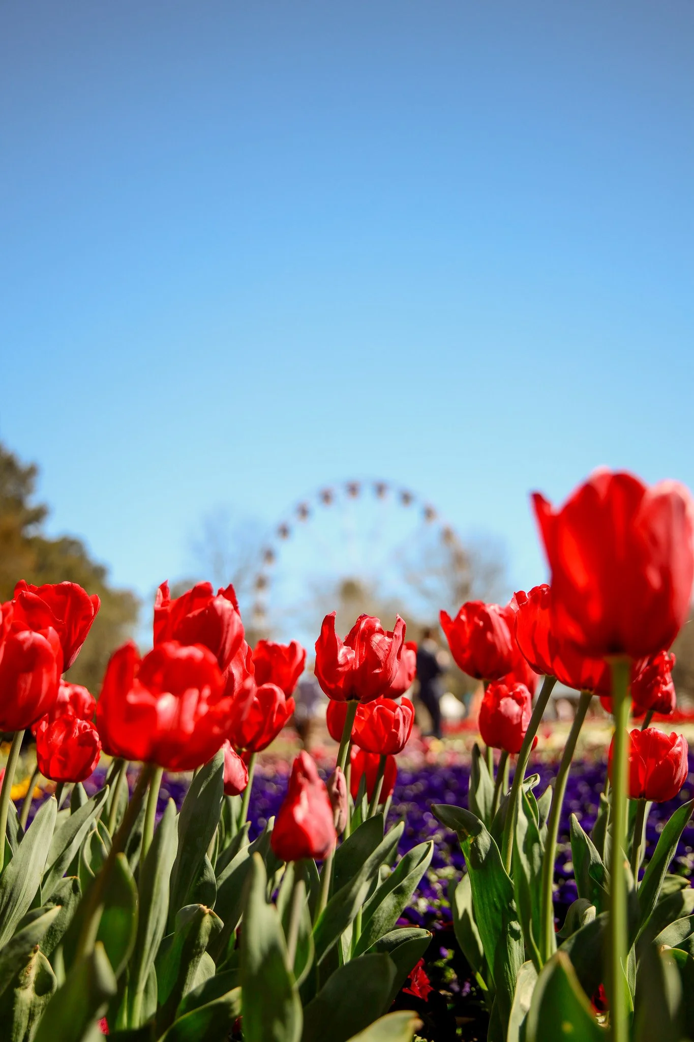 Floriade Ferris Wheel 