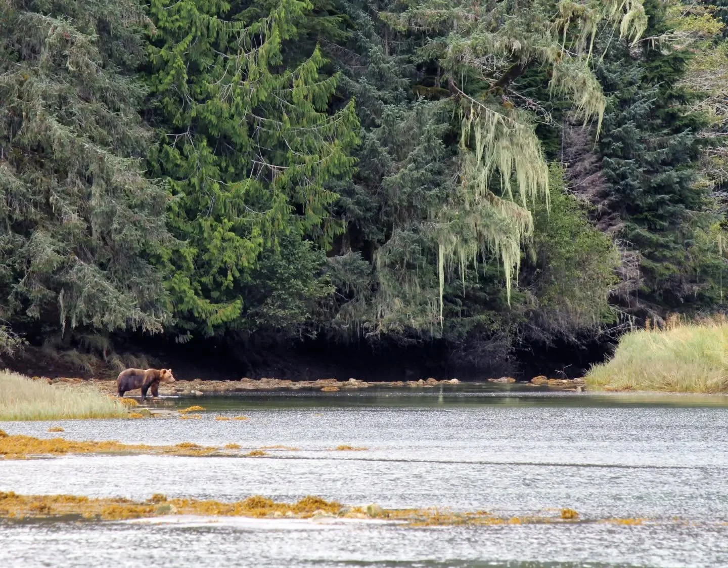 Ah this was incredible. Had a few days at @klahoosewildernessresort and saw so many grizzlies getting ready for winter with an early start to the salmon run (great timing as Fat Bear Week begins).

This is at the mouth of the remote Brem River estuar