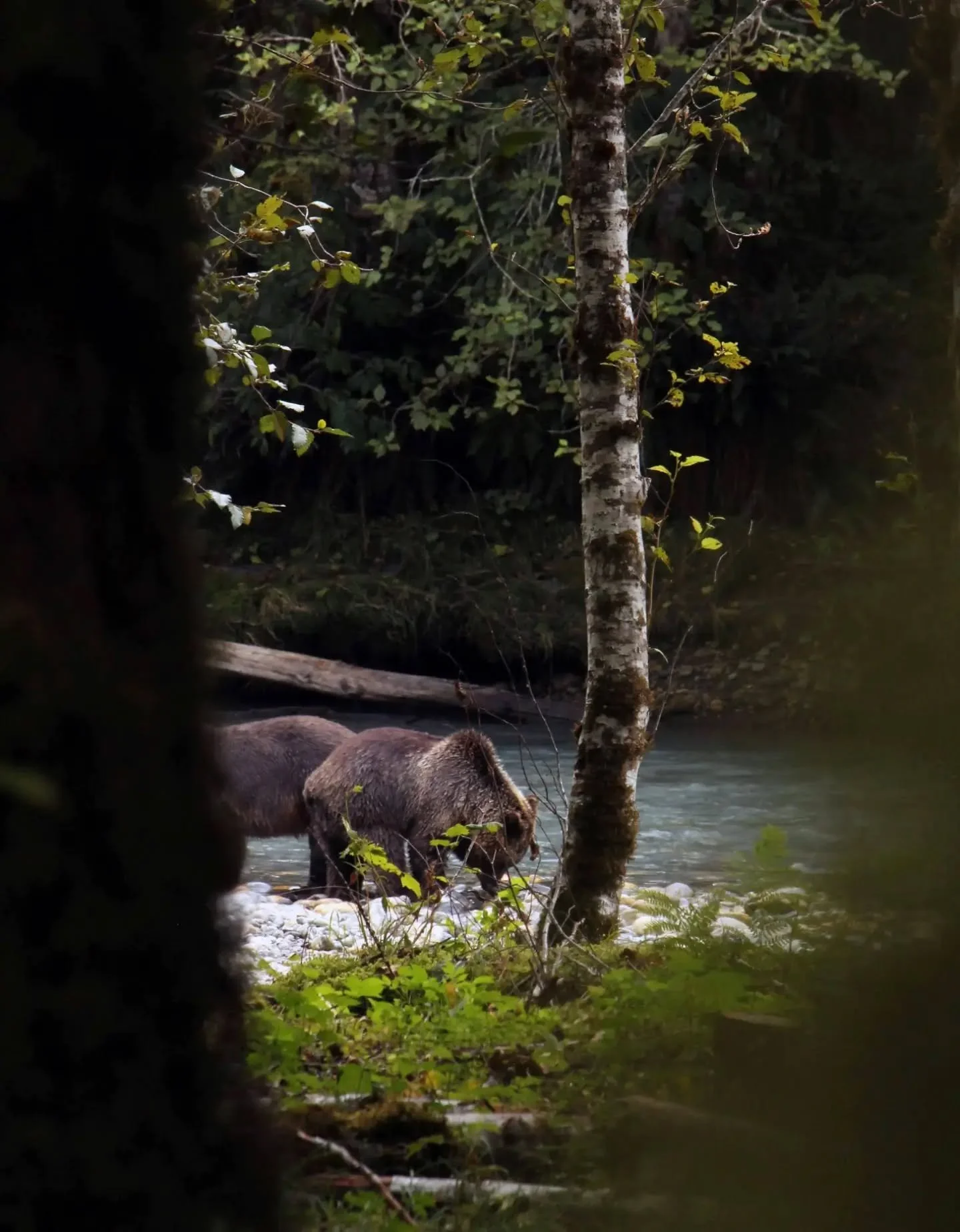 An iconic grizzly hump on this two year old, one half of a pair of twins - shot through the trees while staying suuuper quiet - our hosts from the Klahoose Nation were wonderful and so knowledgeable 🫶

@klahoosewildernessresort #hellobc #wildlifepho
