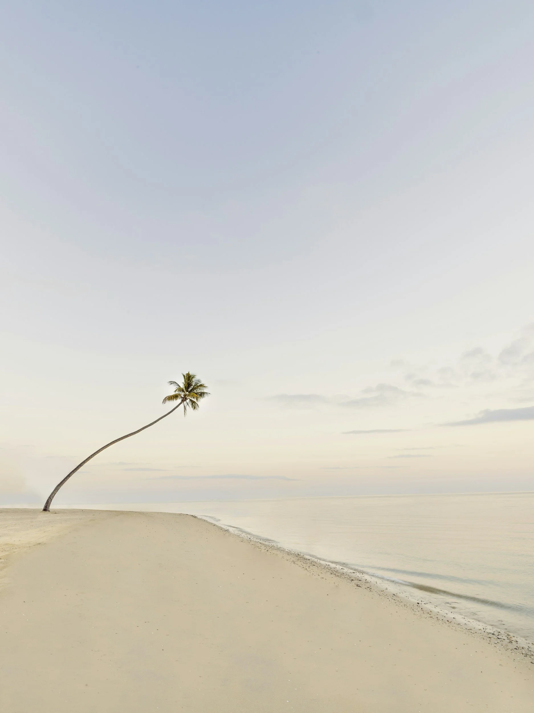 A single palm tree leaning over a sandy beach with calm ocean water in the background, under a pastel-colored sky.