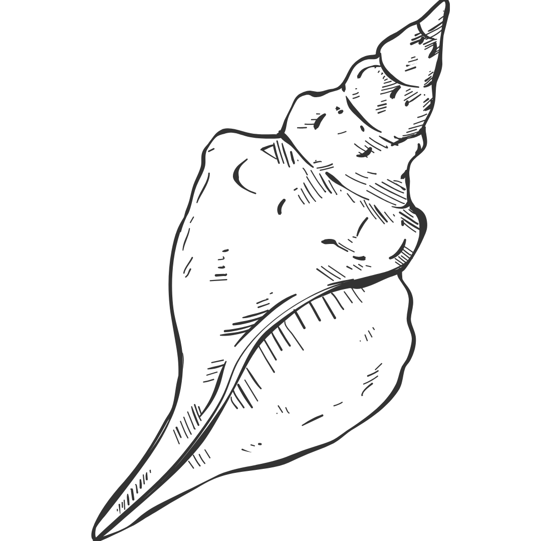 A black and white line drawing of a conch shell - Lynn Scott, EMDR therapist Ontario CA