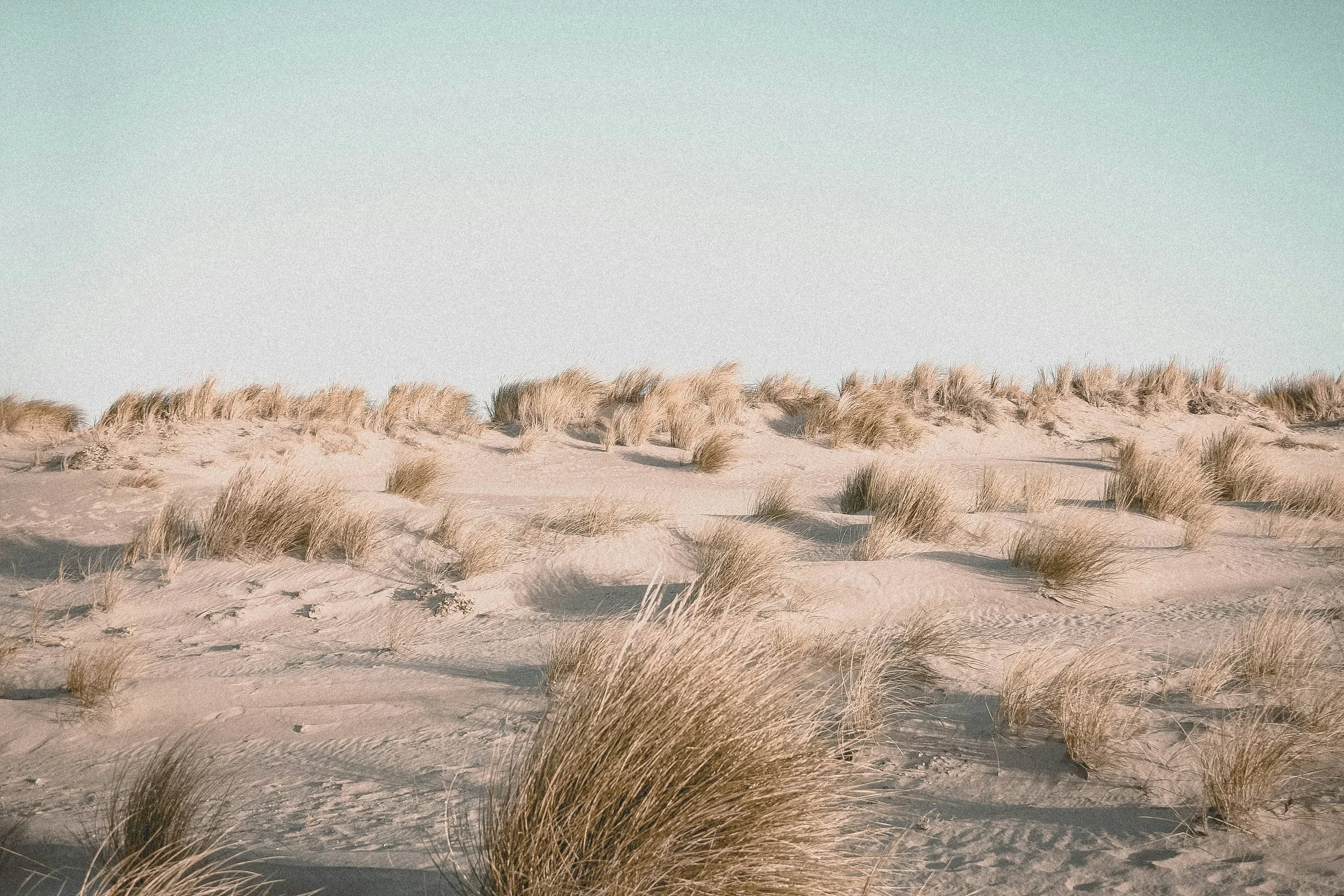A sandy beach with clusters of tall, dry grasses under a clear, blue sky.