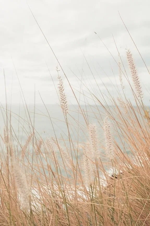 Tall, dried grass blowing in the wind with a cloudy sky in the background.