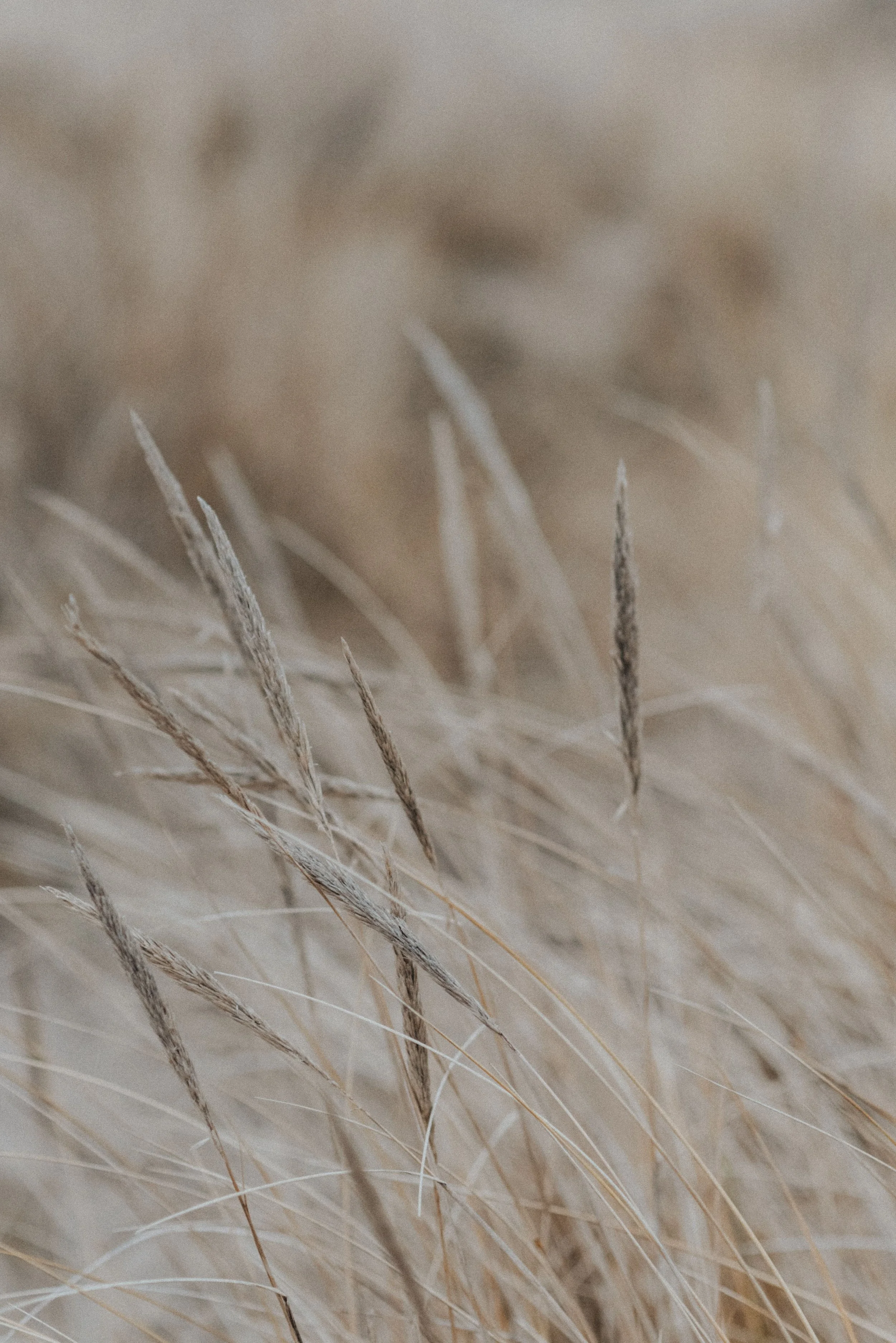 Close-up of dry, beige grass blades with a blurred background.