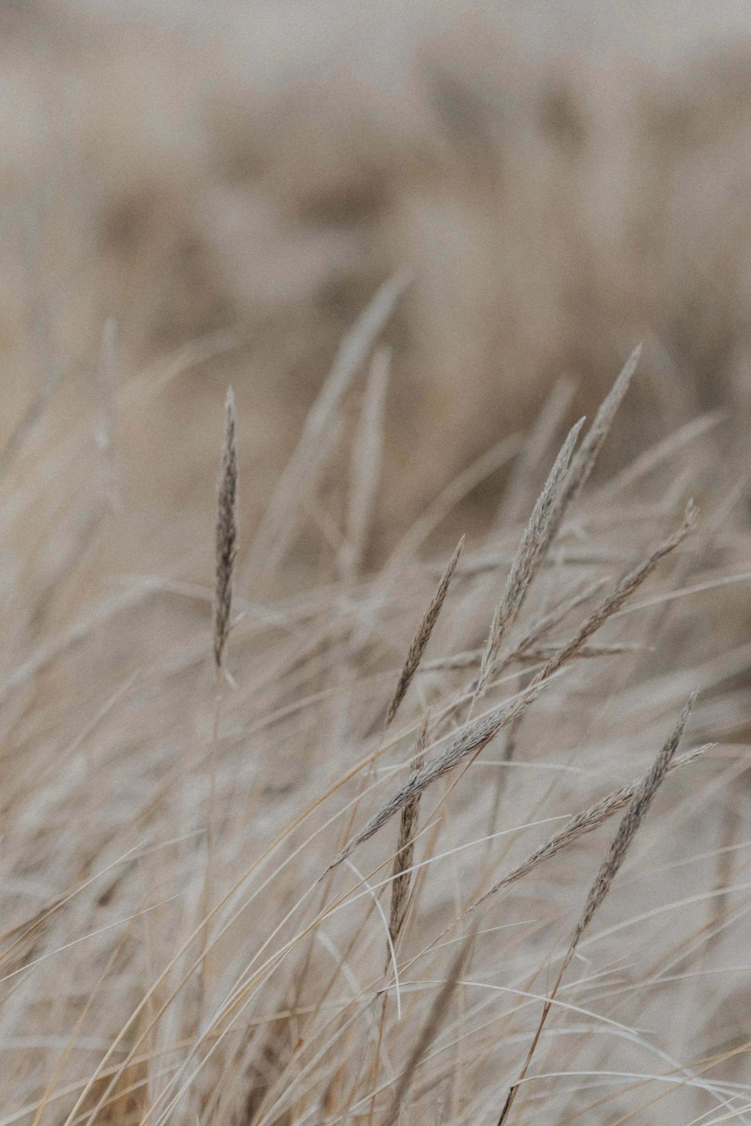 Close-up of dry grass or straw with a blurred background.