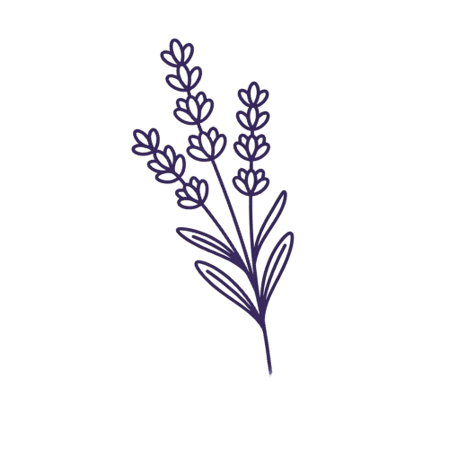 Outline drawing of lavender flowers with multiple sprigs and leaves.