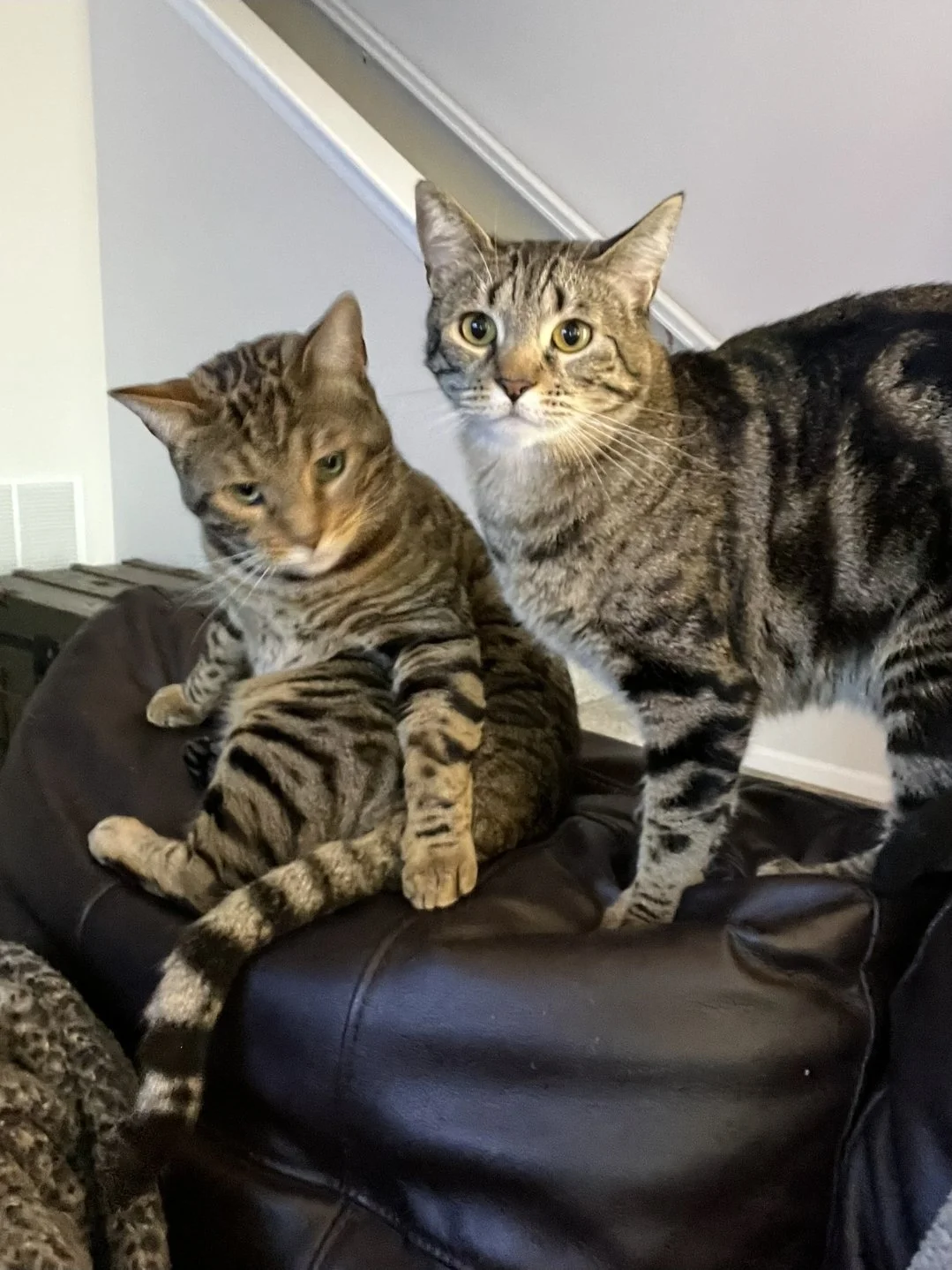 Two tabby cats, one sitting and the other lying on a brown leather couch, looking at the camera with alert expressions.