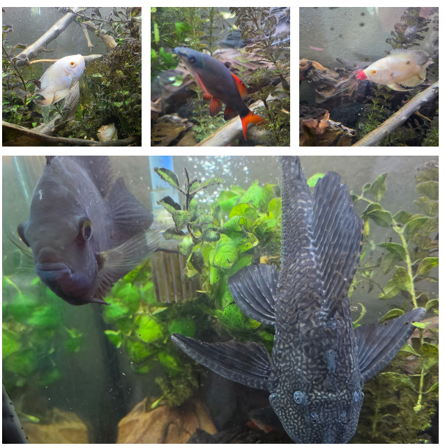 Multiple freshwater fish swimming in an aquarium with plants and driftwood.