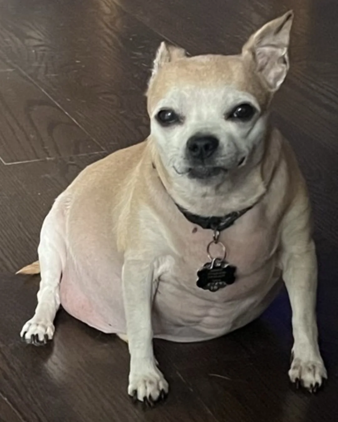 Small tan and white chihuahua with one ear up, sitting on dark hardwood floor, wearing a black collar with a paw-shaped tag.