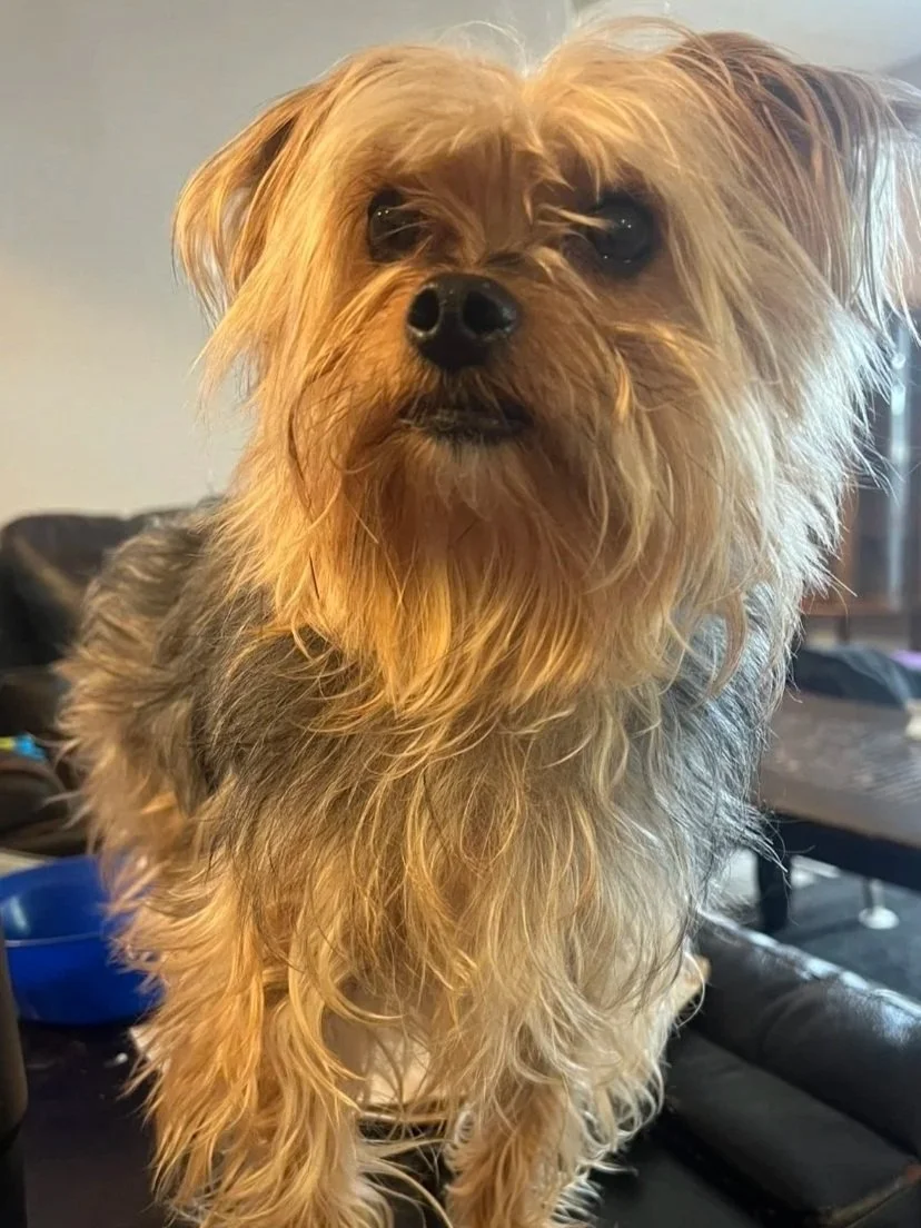 A medium-sized dog with long, shaggy, light-colored fur, sitting indoors on a black leather chair or sofa.