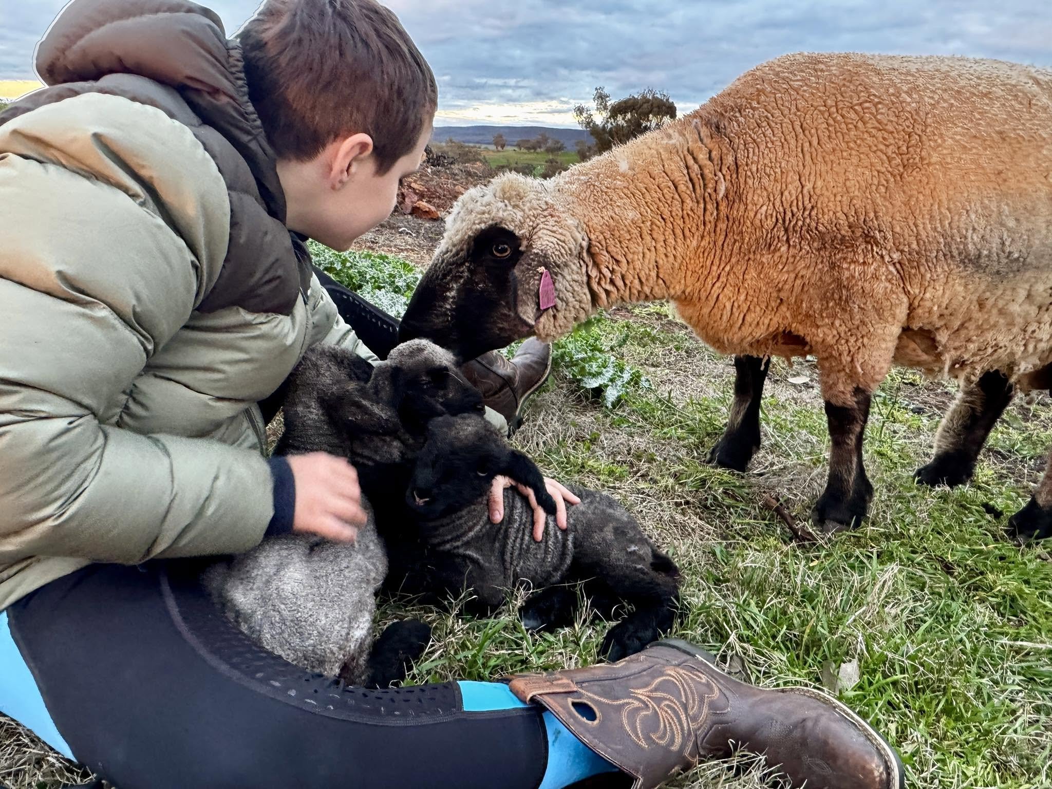 Stud lambing well underway at Mimjack, including triplets