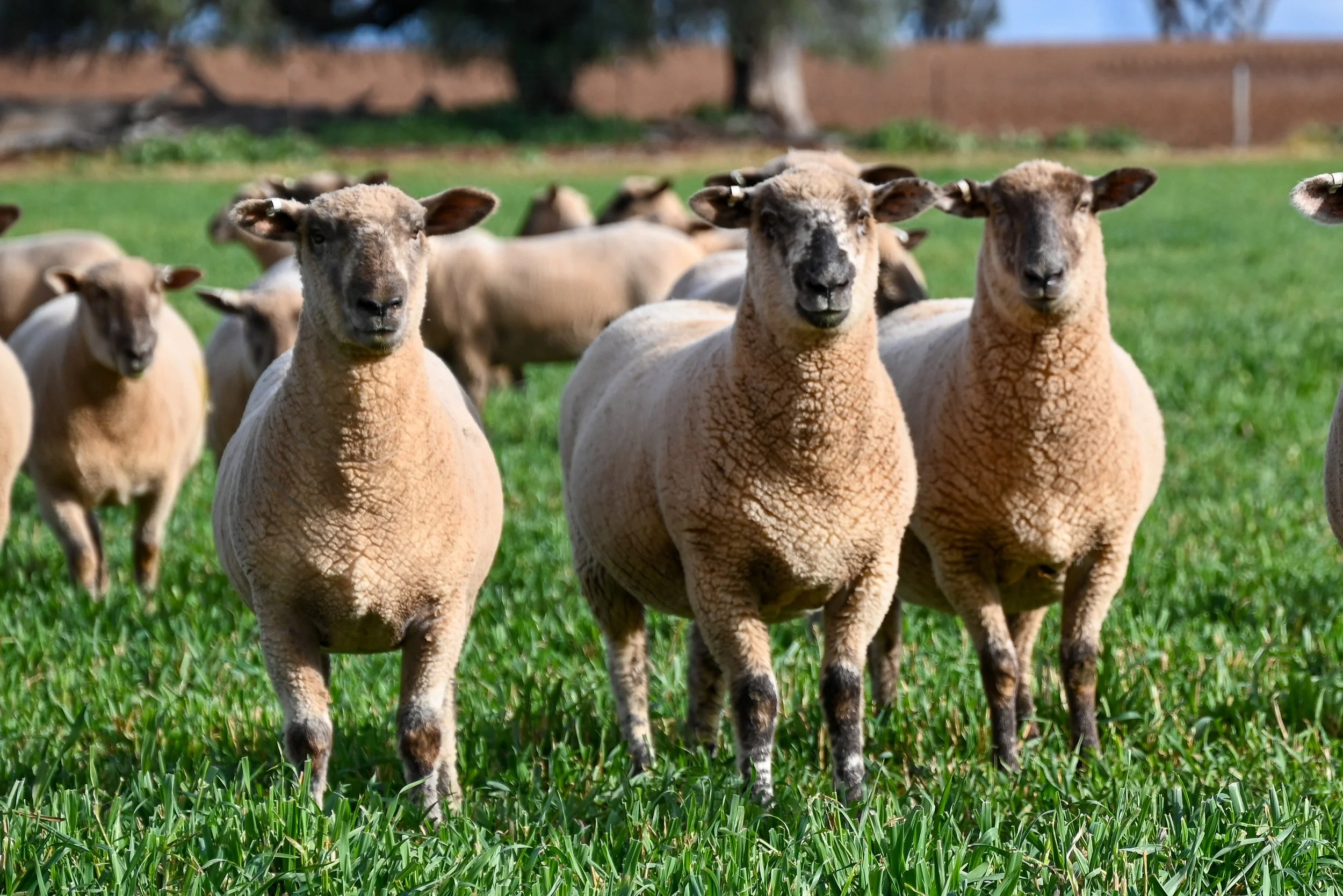 A group of sheep standing on green grass in an outdoor farm setting with trees and a fence in the background.