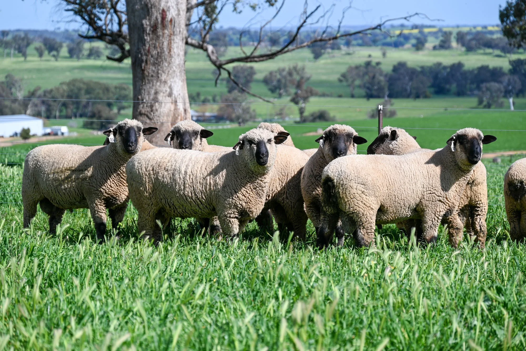 Mimjack-Ram-Sales-4.jpg