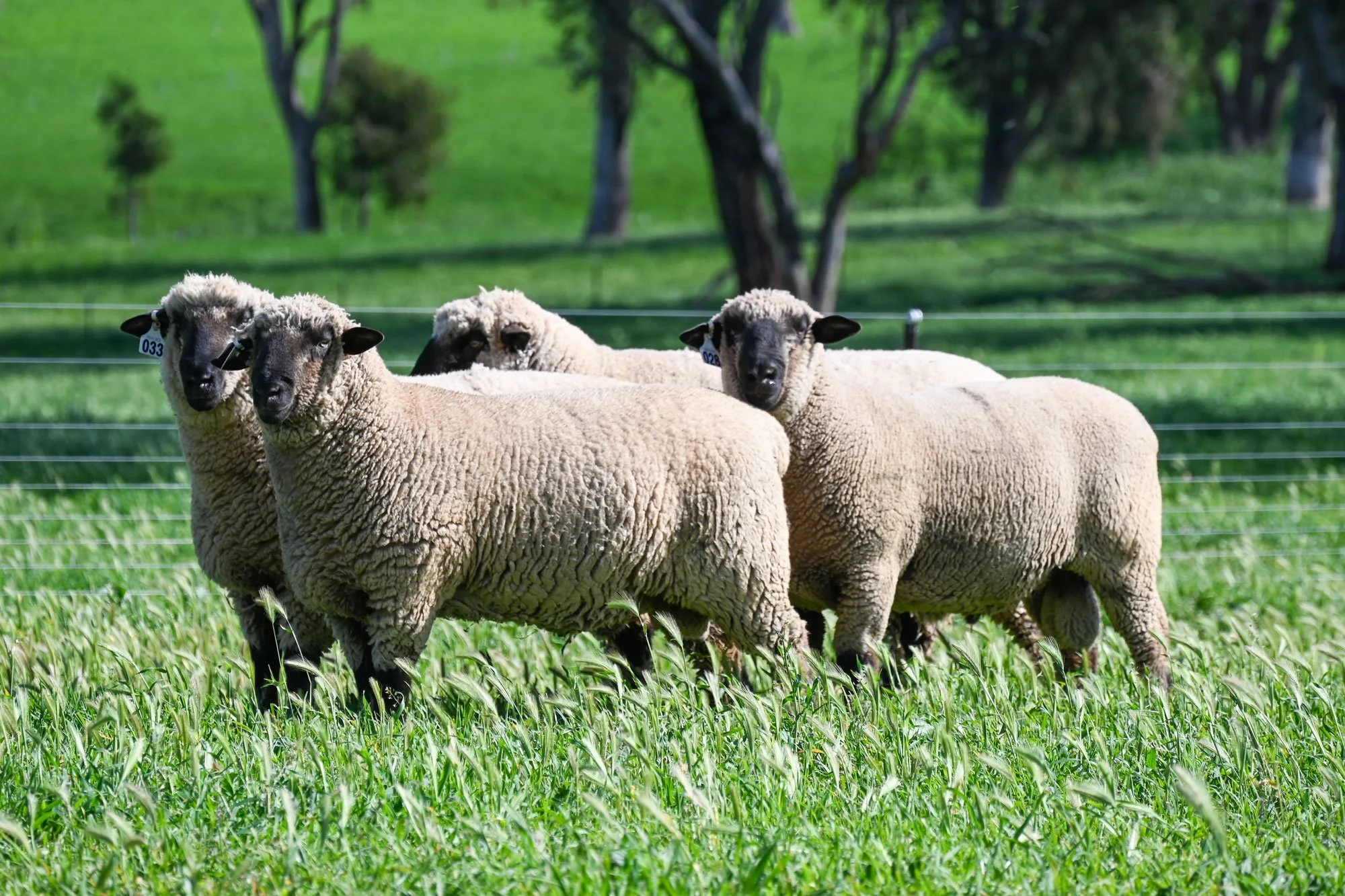 Mimjack-Ram-Sales-6.jpg