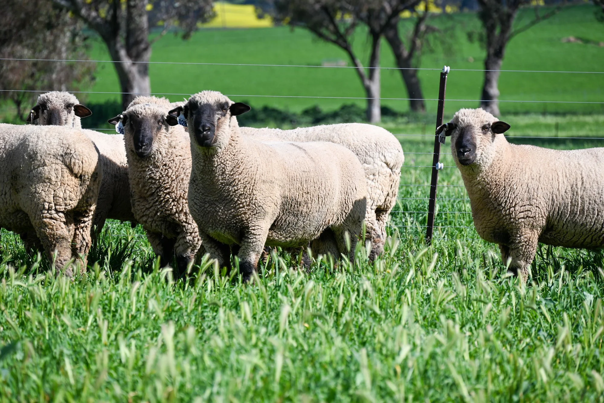 Mimjack-Ram-Sales-5.jpg