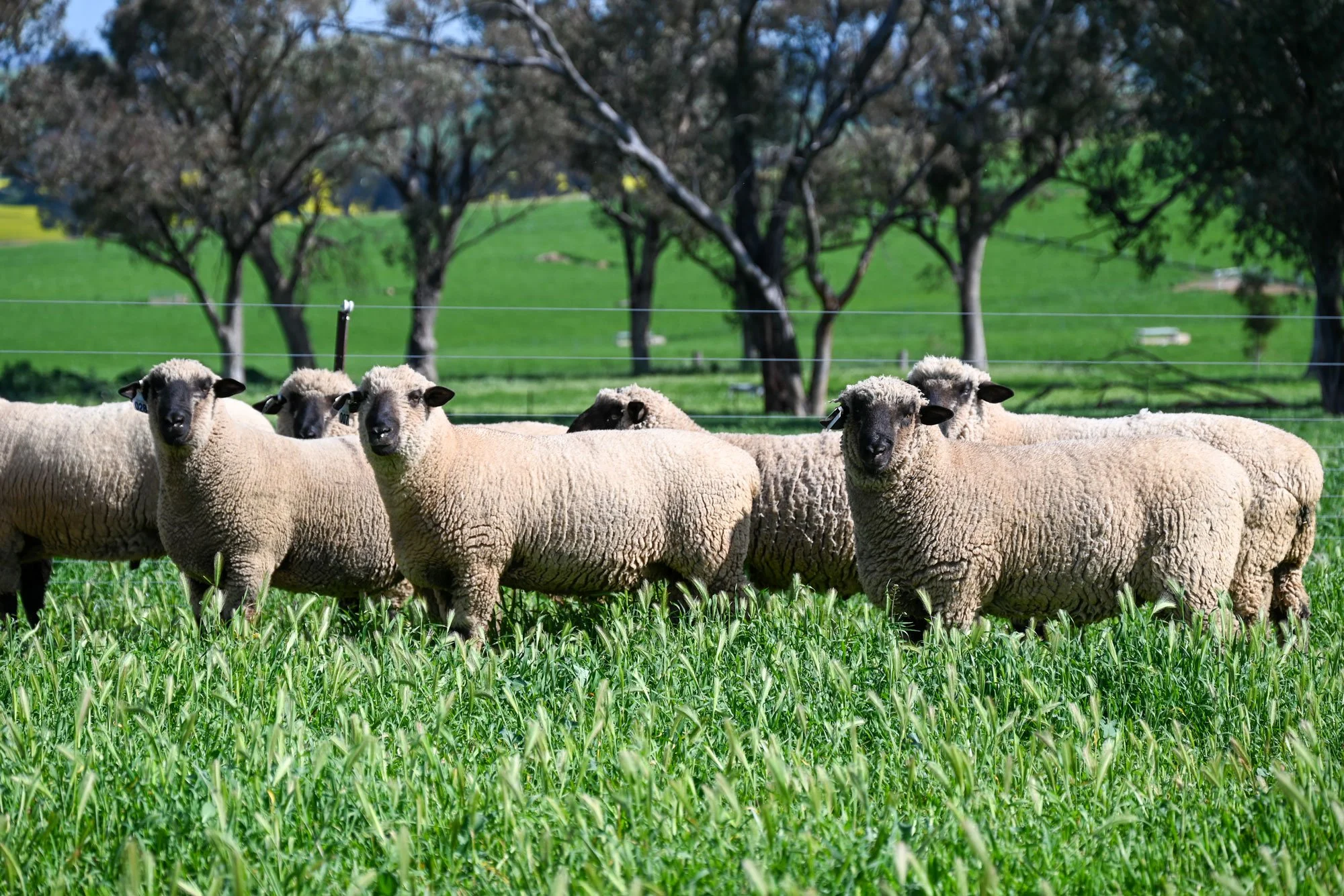 Mimjack-Ram-Sales-3.jpg