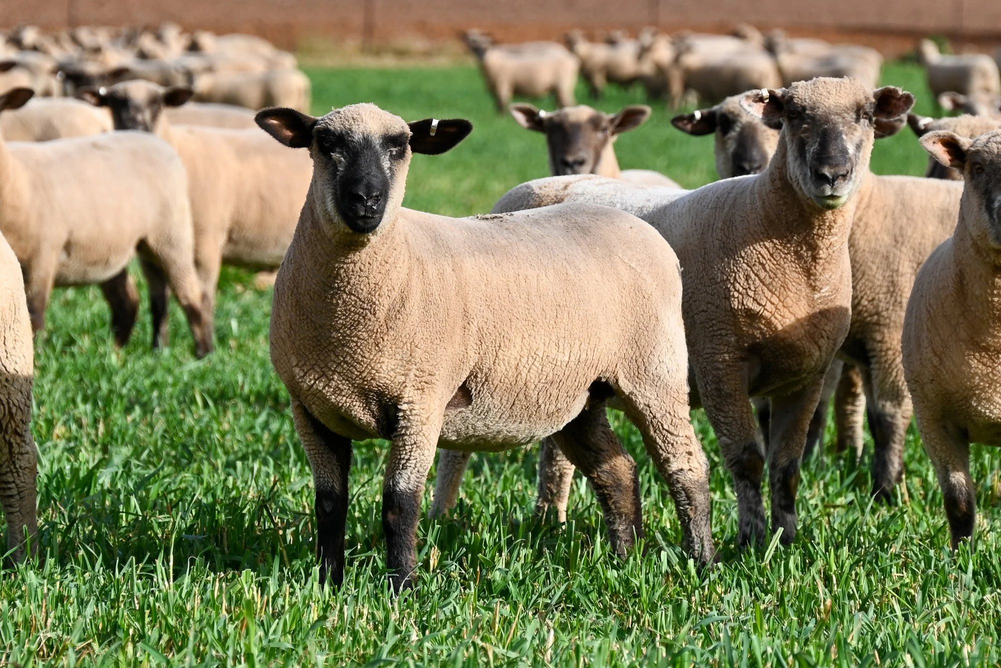 A group of sheep standing on green grass, facing the camera, with a blurred background of more sheep.