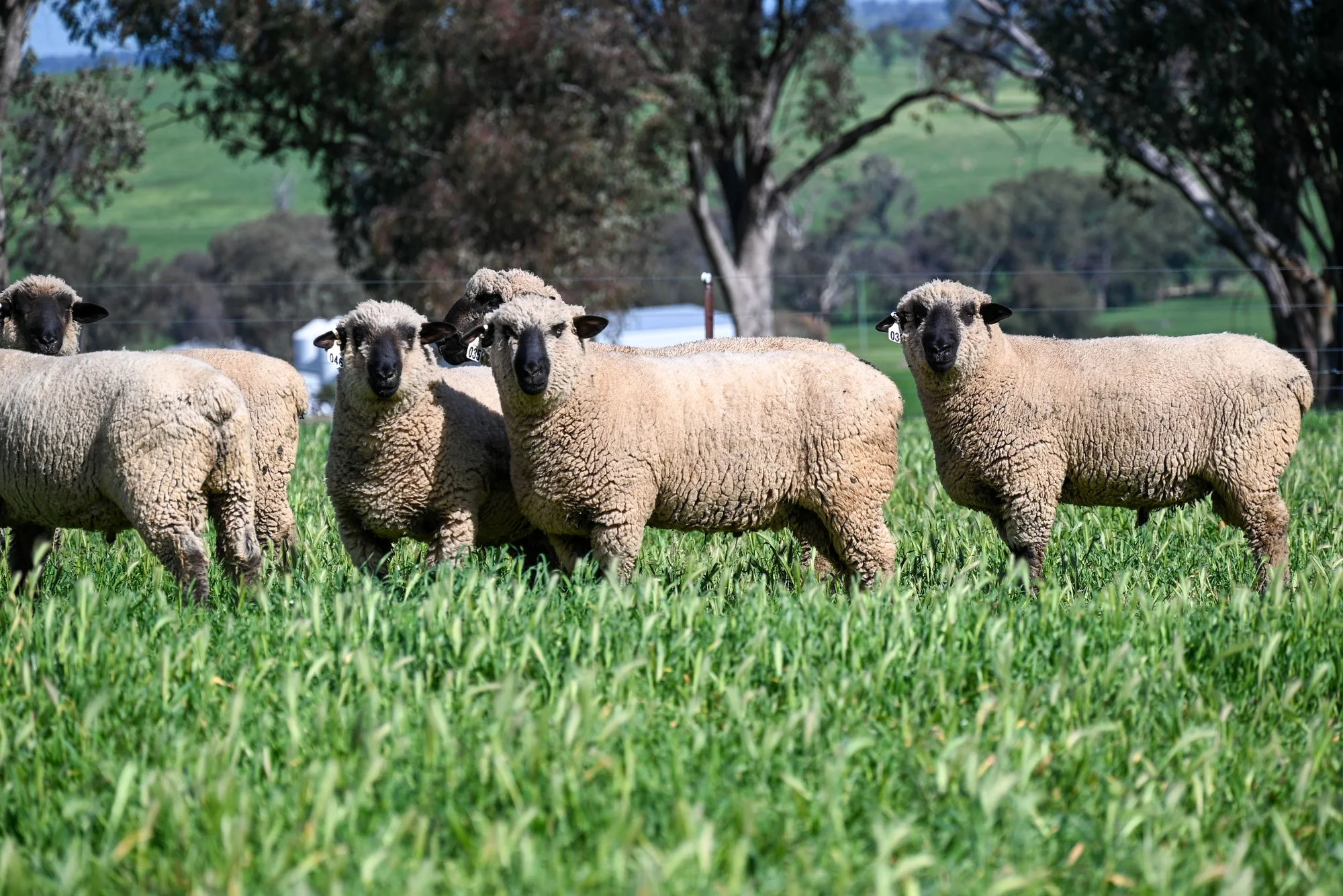 Mimjack-Ram-Sales-2.jpg