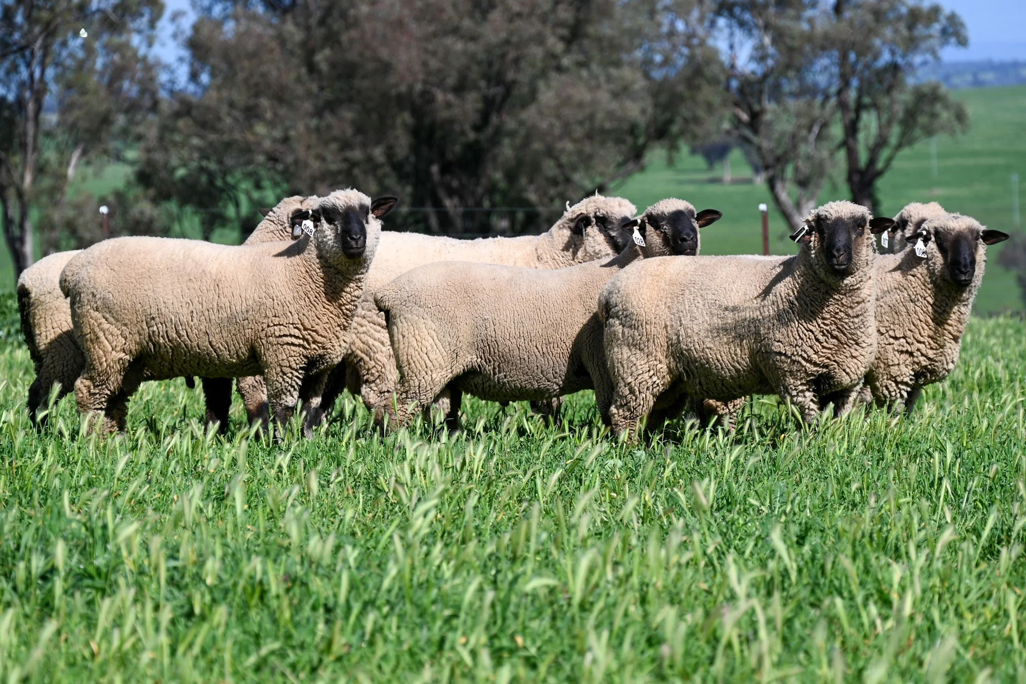 Mimjack-Ram-Sales-1.jpg