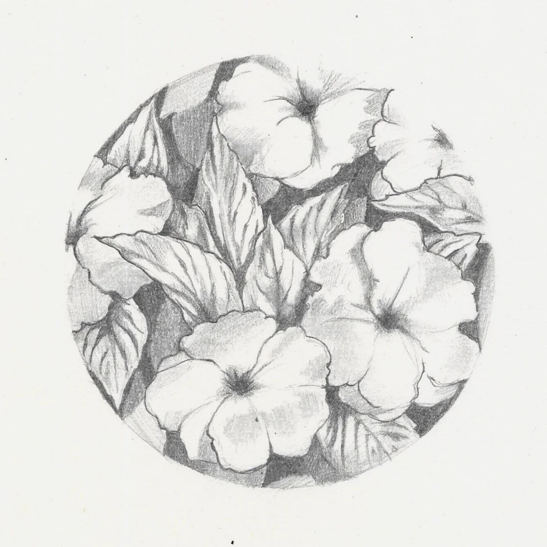 les fleurs du jardin