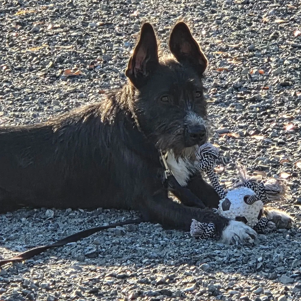 Dog lying on a pebble beach looking out at the water