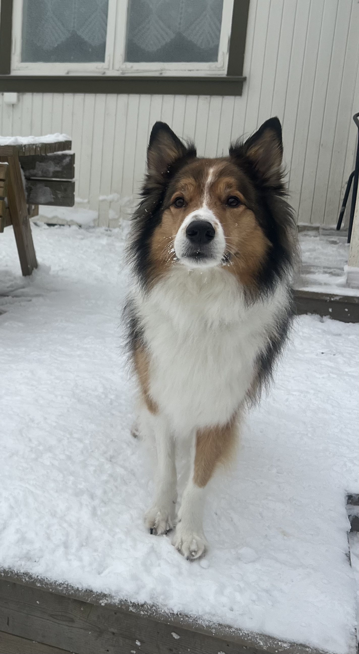 En border collie med brun, svart og hvit pels står i snøen foran et hus med hvit panelkledning. Hamar Hundeskole og Hamar hundedagis og Hamar Hundebarnehage.
