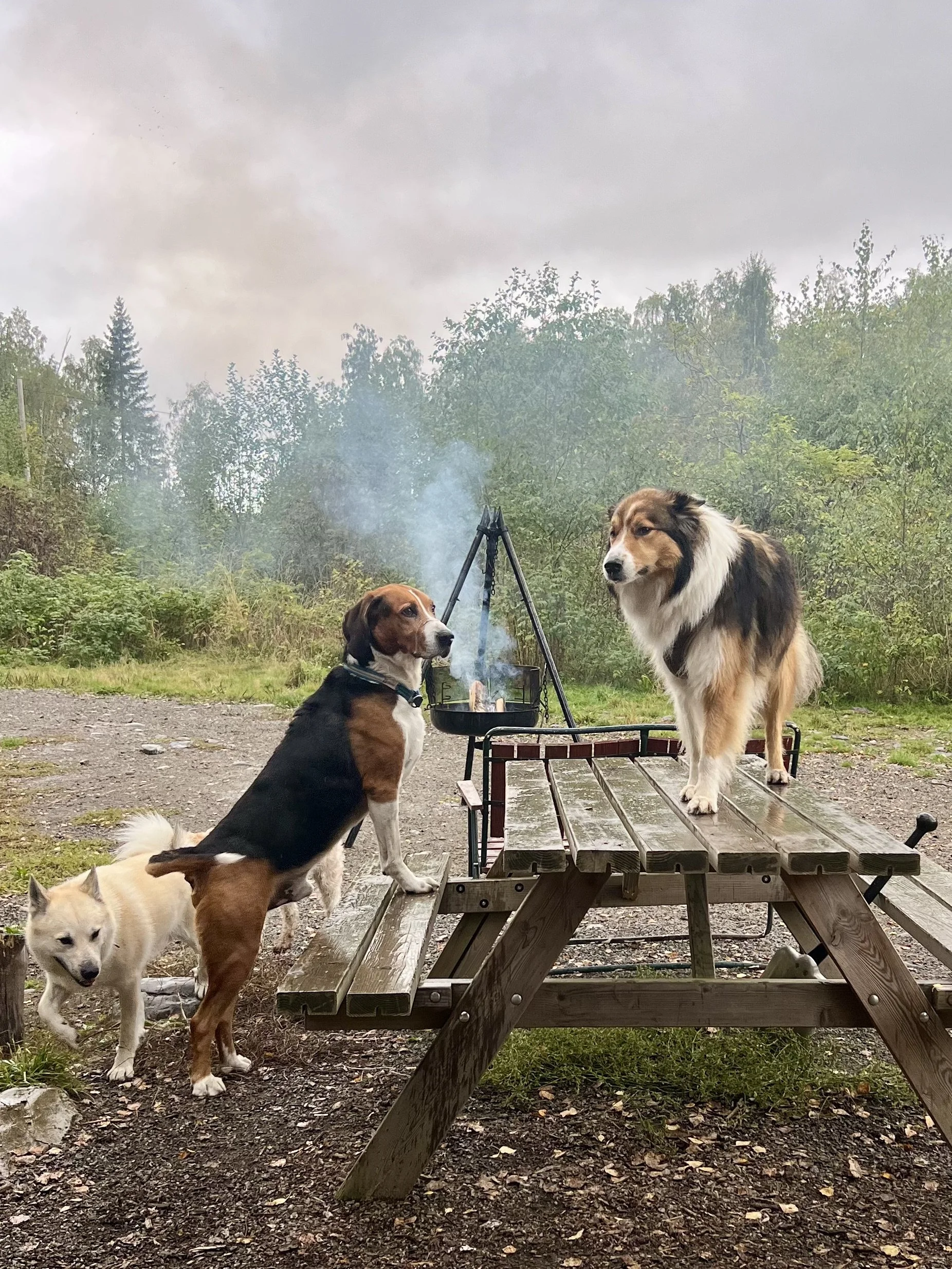 Hundebarnehage Hamar