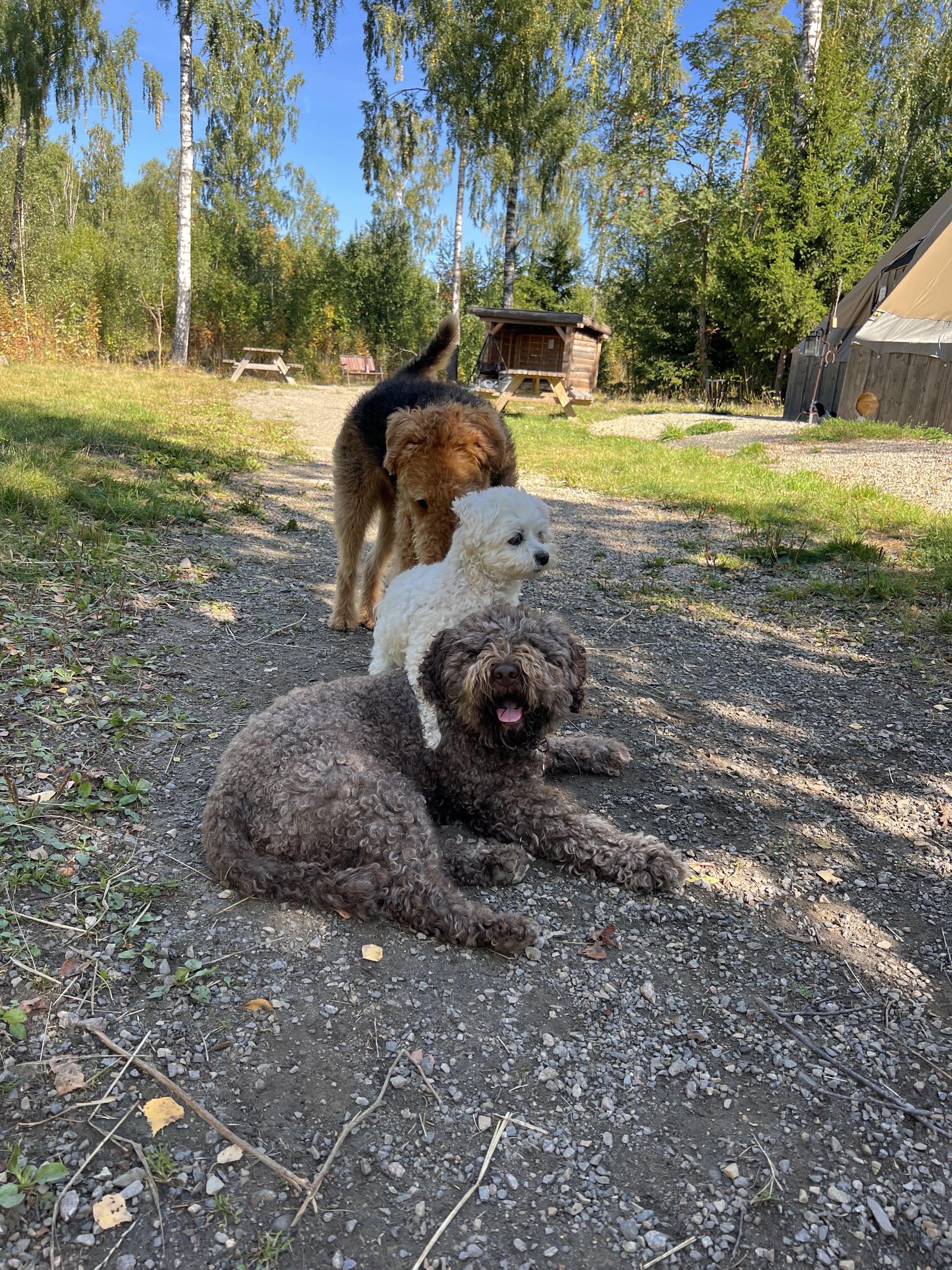 Hundebarnehage Hamar hundepass