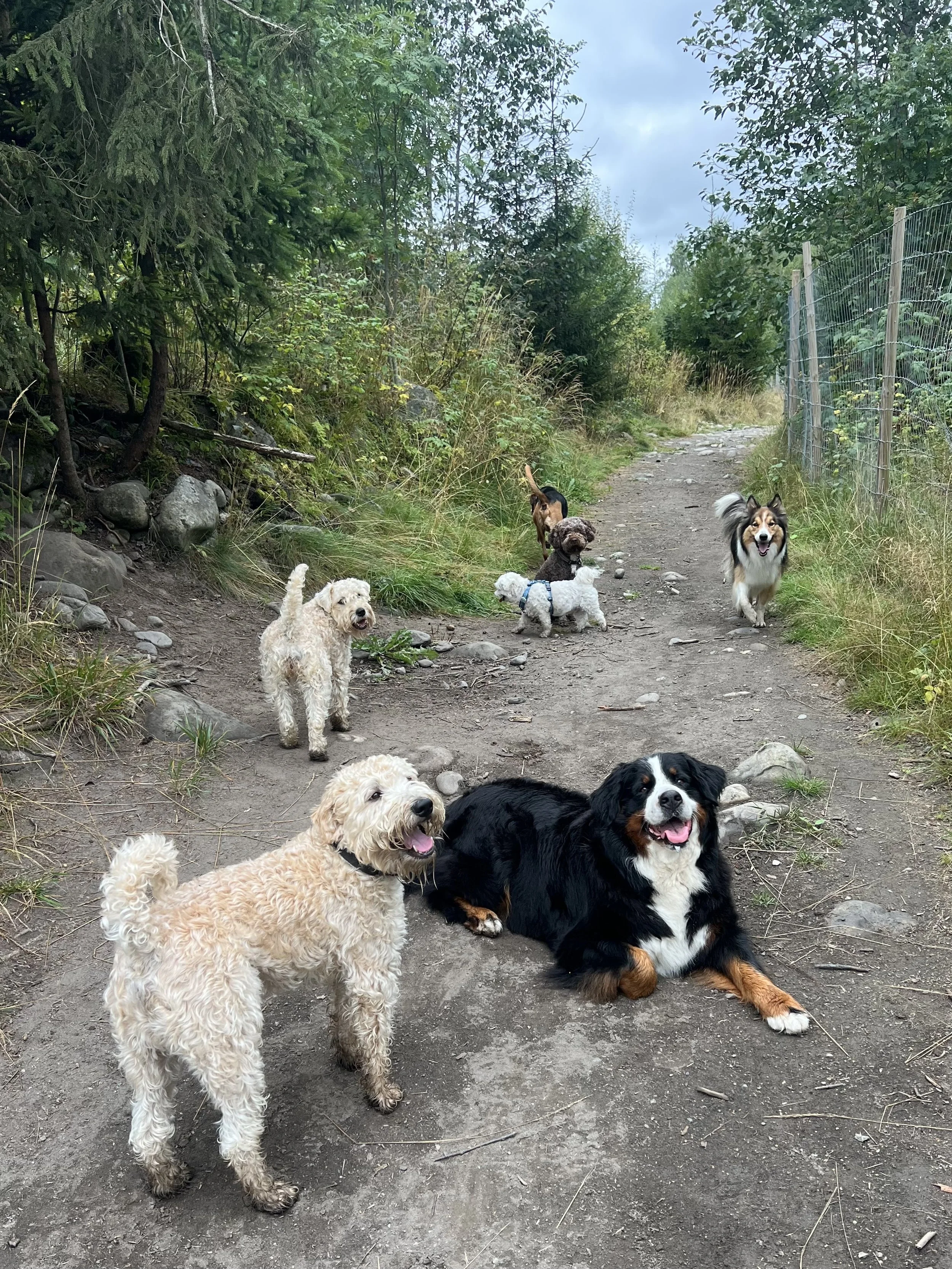 Hundebarnehage Hamar park