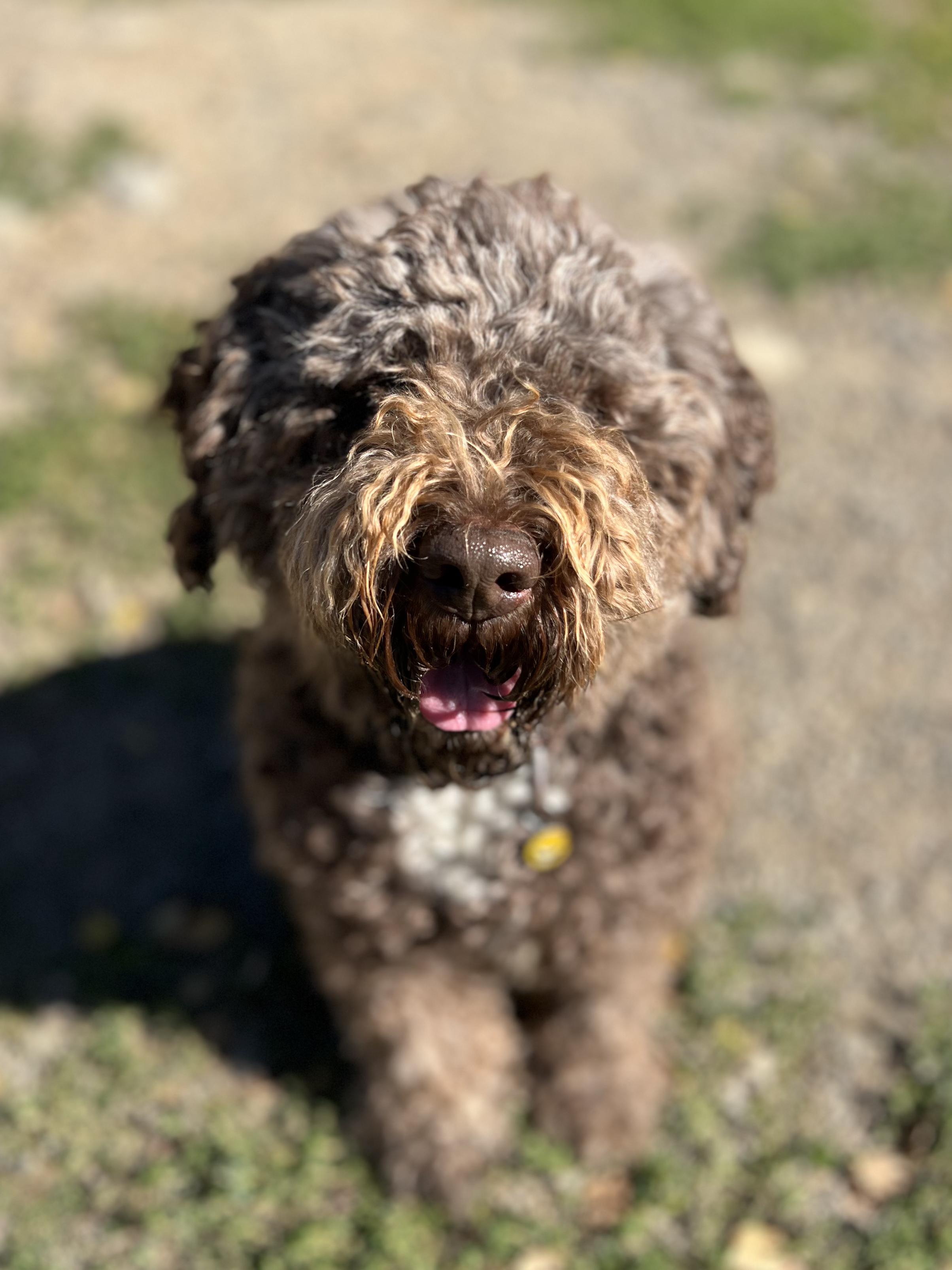 Nærbilde av en hund med krøllete pels, løfter hodet og ser mot kameraet, utendørs på gress.»Hamar Hundeskole og Hamar hundedagis og Hamar Hundebarnehage.