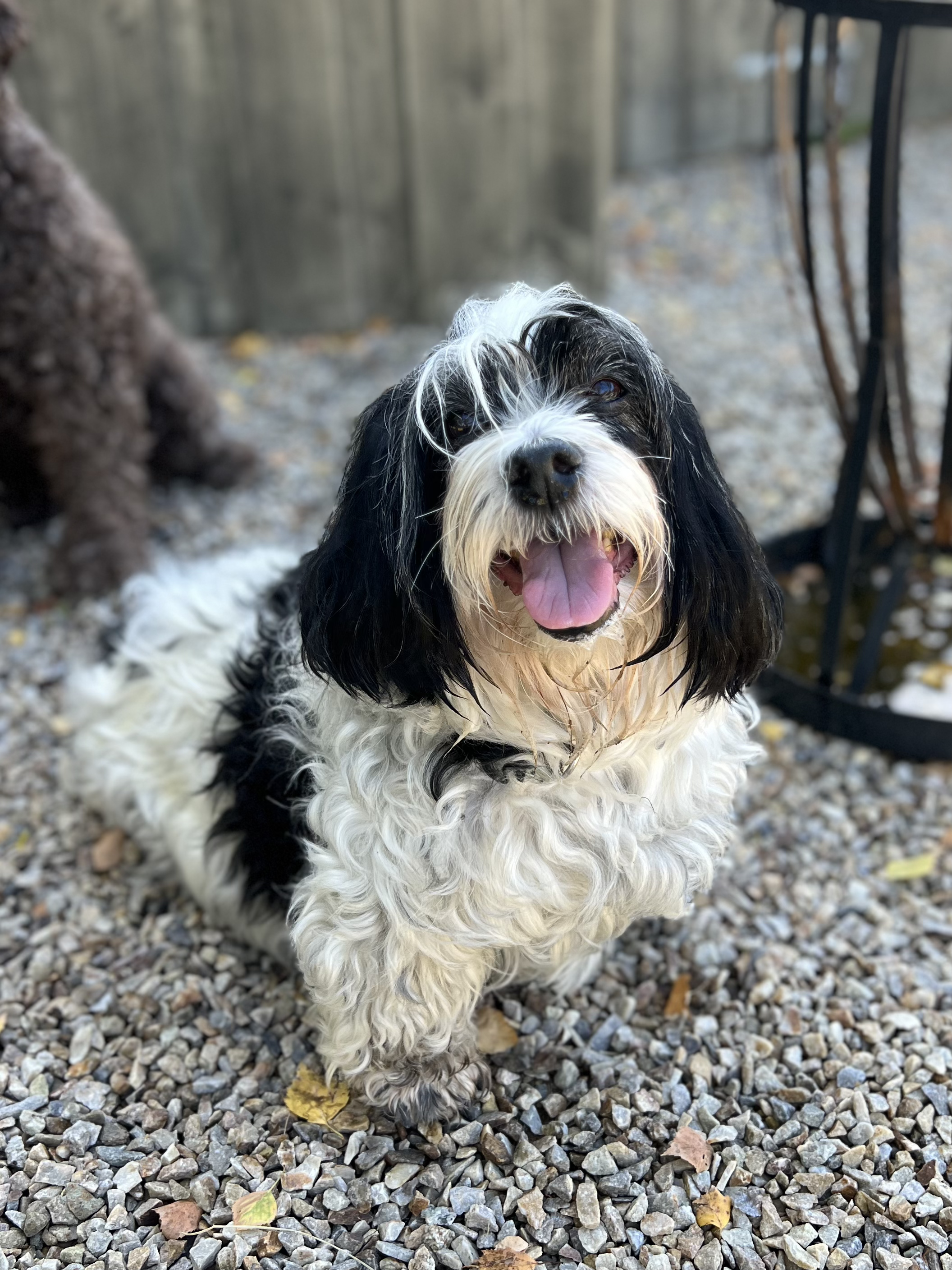 Svart-hvit hund med lang pels og lysende tunge, som smiler. Hund står på grus med noen gule blader rundt. Hamar Hundeskole og Hamar hundedagis og Hamar Hundebarnehage.