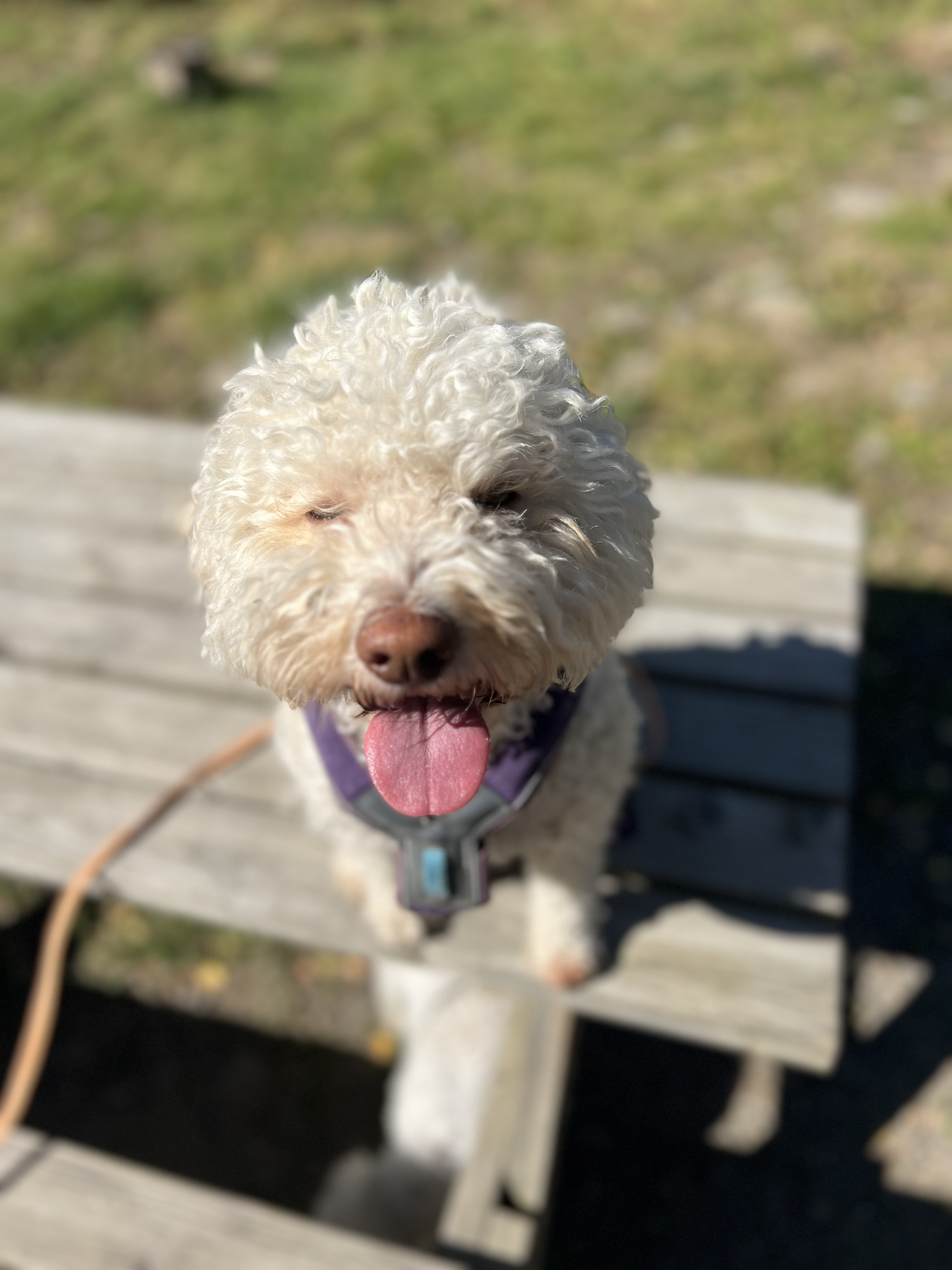 Nærbilde av en liten hund med krøllete, lys pels, som stikker ut tungen, satt på en trebord utendørs.