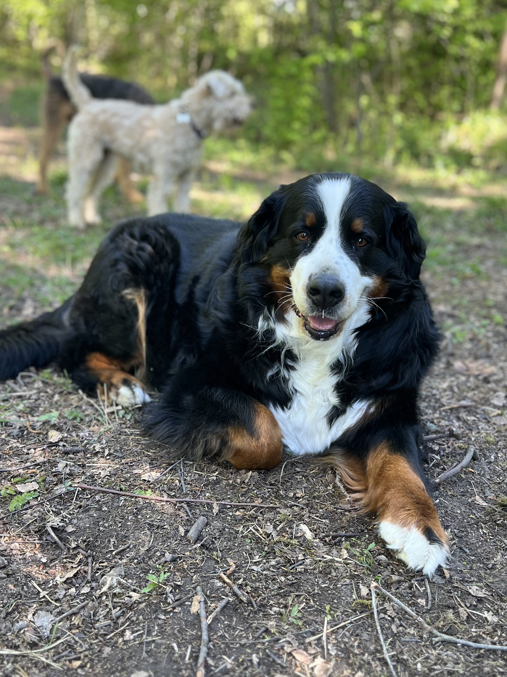 En hund av rasen Bernese Mountain Dog ligger på bakken i en skog, med to andre hunder i bakgrunnen. Hundens ansikt er tydelig og den smiler. Hamar Hundeskole og Hamar hundedagis og Hamar Hundebarnehage.