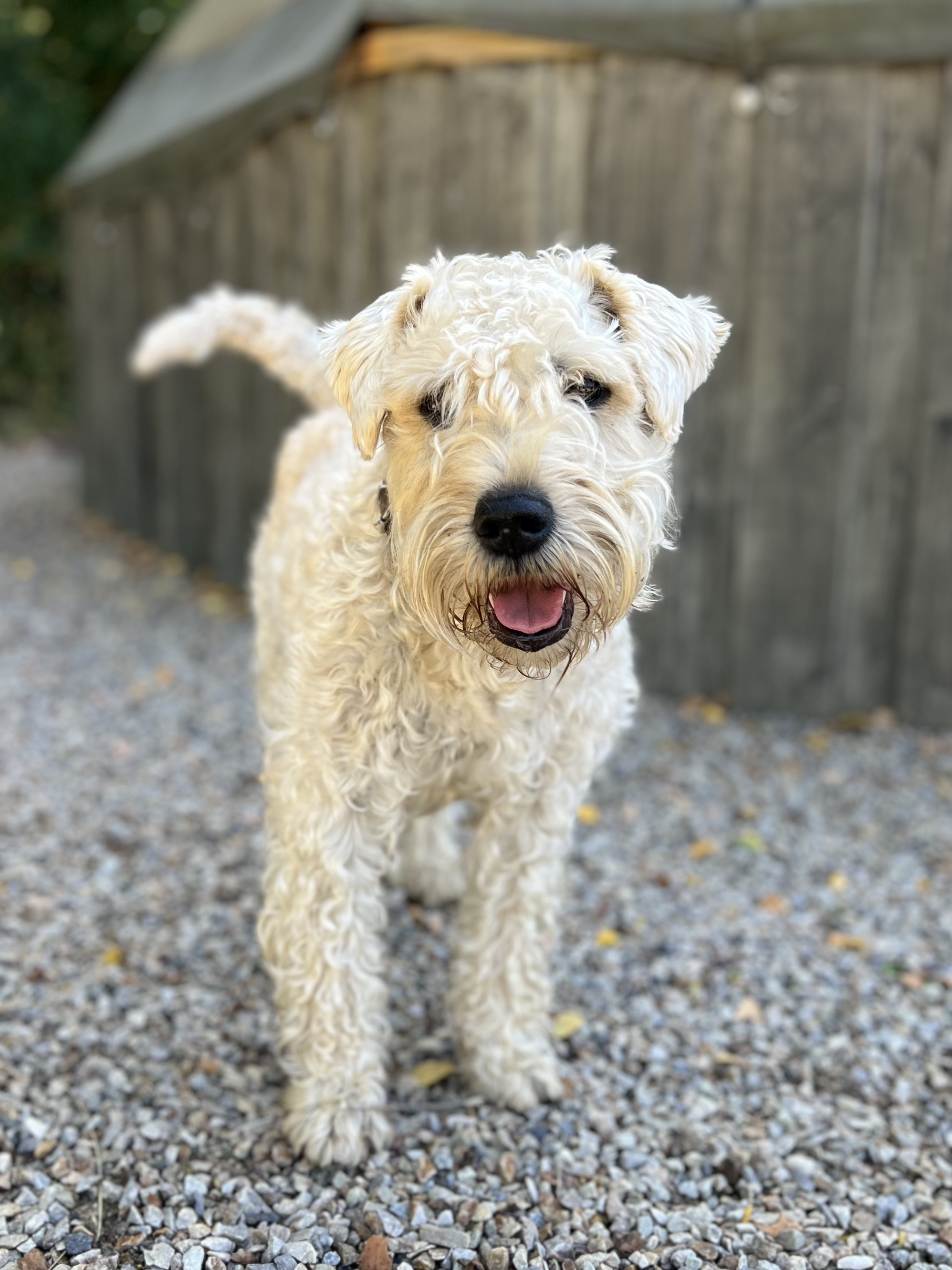 En hvit, fluffy hund står på grusgang med en trelignende bakgrunn. Hamar Hundeskole og Hamar hundedagis og Hamar Hundebarnehage.