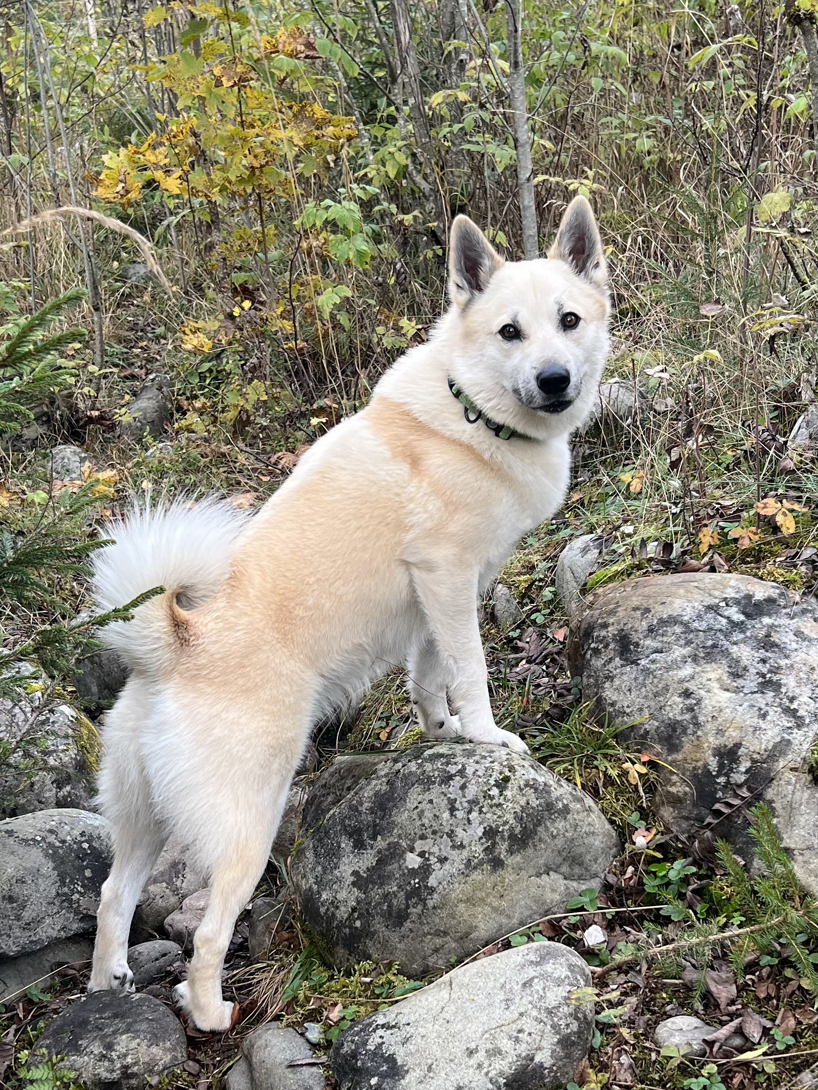 En lys hund med navneskilt står på steiner i et naturmiljø med trær og busker. Hamar Hundeskole og Hamar hundedagis og Hamar Hundebarnehage.