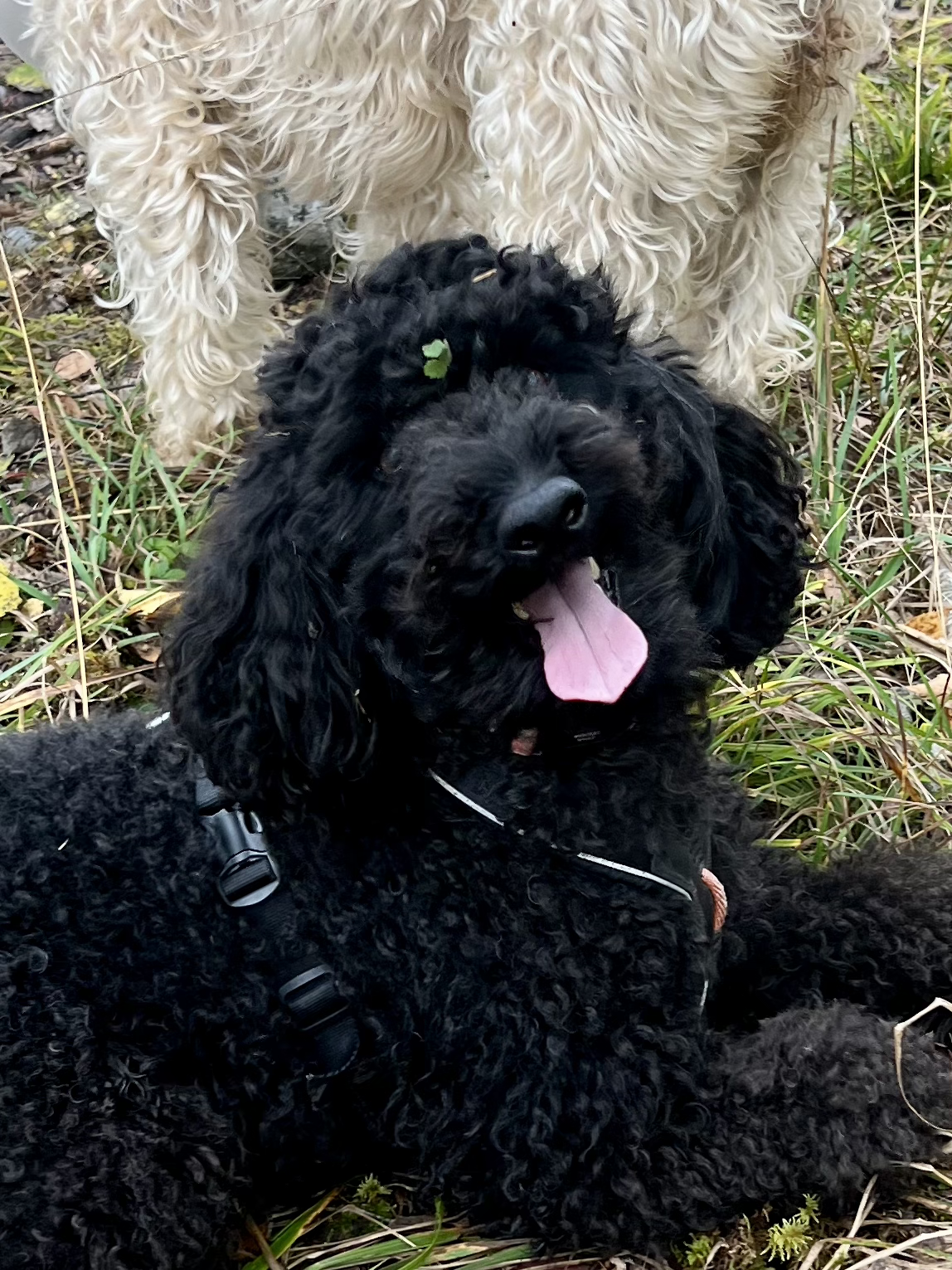 To hunder, en svart og en lys, på en skogssti med gress og blader. Hamar Hundeskole og Hamar hundedagis og Hamar Hundebarnehage.
