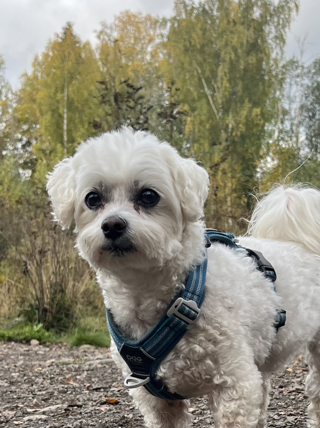 En hvit, liten hund med krøllete pels iført hundesele står på en grusvei med høsttrær i bakgrunnen.