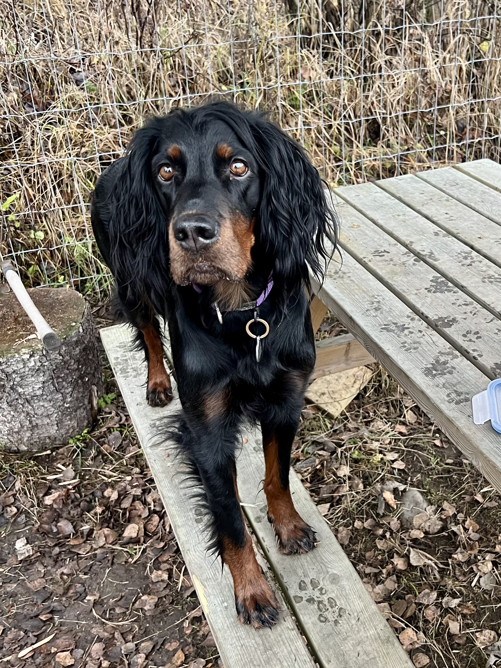 En svart og brun valp med lange ører står på en treplattform utendørs. Det er en jord- og bladerlagt bakgrunn med et gjerde. Hamar Hundeskole og Hamar hundedagis og Hamar Hundebarnehage.