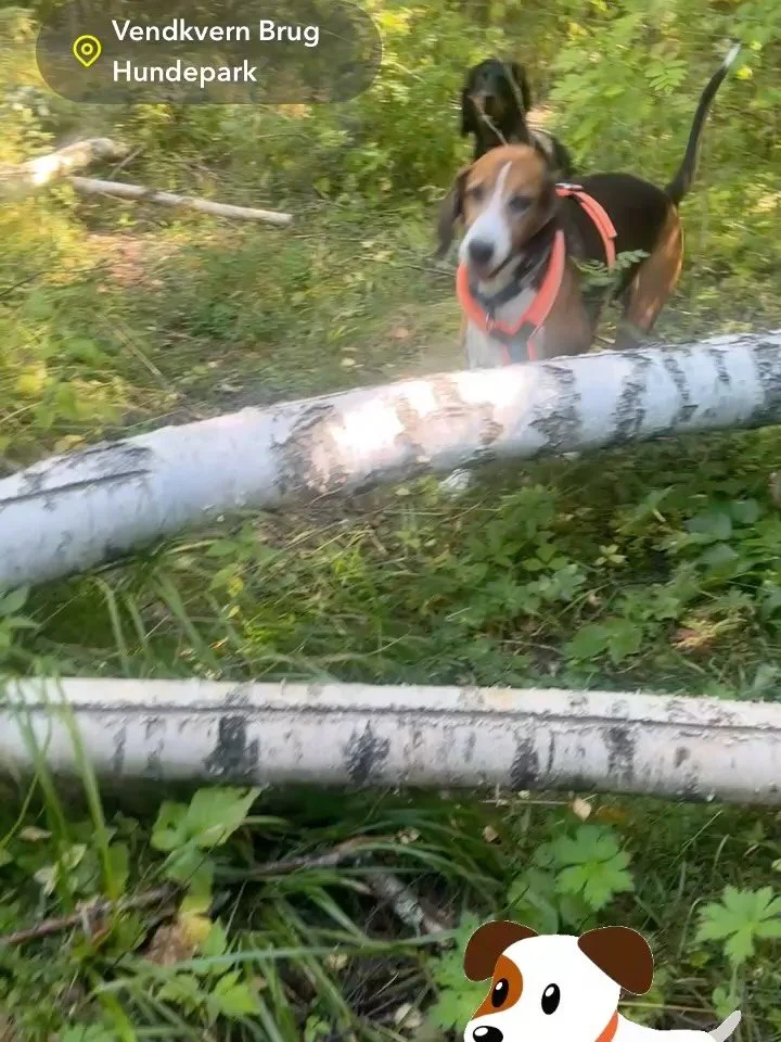 Uke ✌️ med Kjersti i Dagis 🐾💜🧡

For hver dag som g&aring;r blir hun litt bedre kjent med gjengen, og hundene litt bedre kjent med henne. Nye vennskap bygges, personligheter oppdages (noen er&hellip; tydeligere enn andre 😂), rutiner faller p&aring