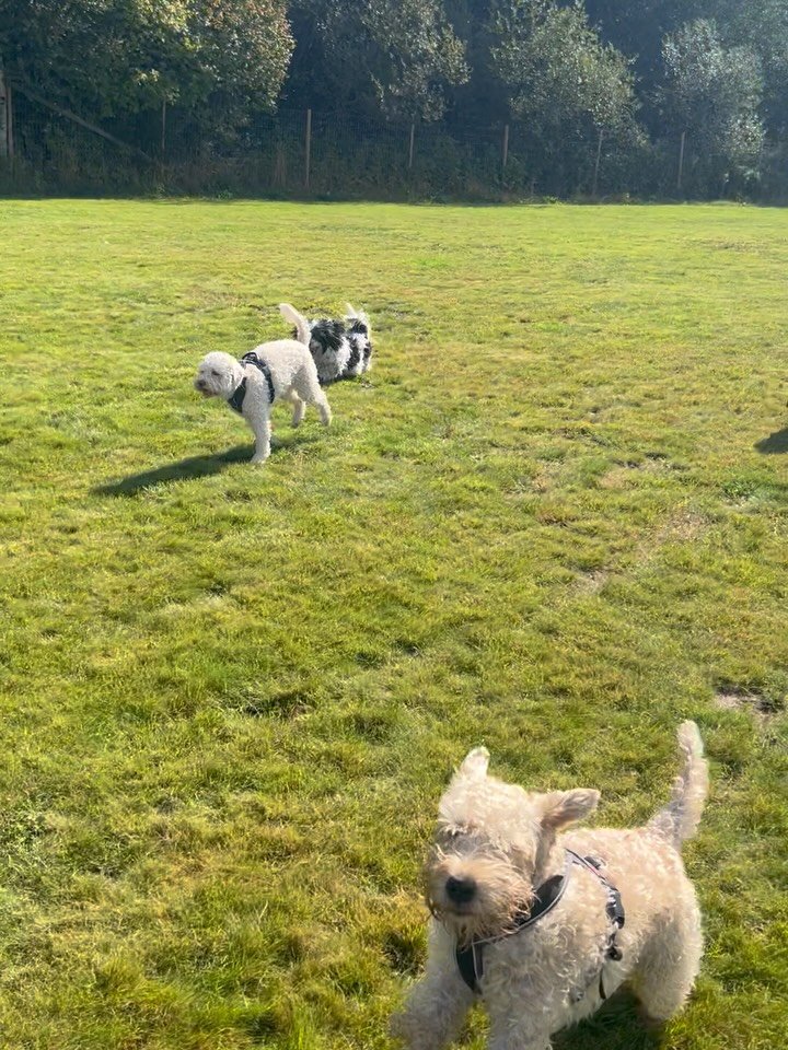 Tirsdagsgjengen bjudar p&aring; og det ble en alle tiders dag! For en fin gjeng🤍🐾 🤩🐕&zwj;🦺🦮🦴🐕