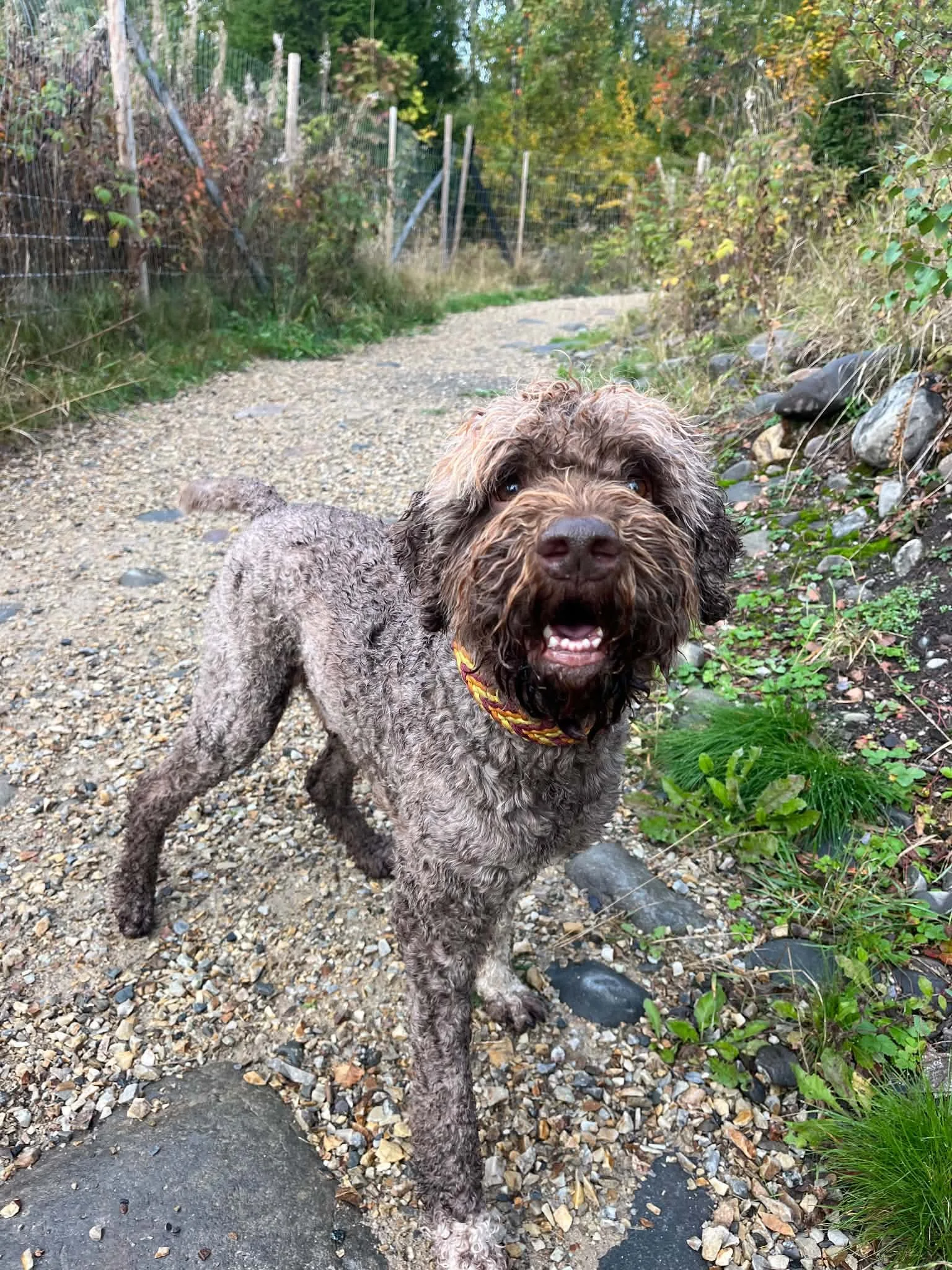 En boblende hund med fregnert pels som står på en grusvei omgitt av grønne busker og trær. Hamar Hundeskole og Hamar hundedagis og Hamar Hundebarnehage.