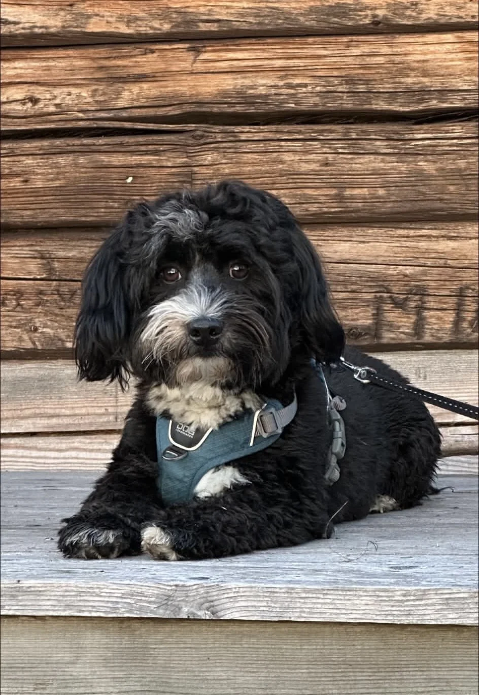 Søt svart og hvit korthåret hund som ligger på en tredekket overflate foran en vegg av tre. Hundens bånd er synlig.