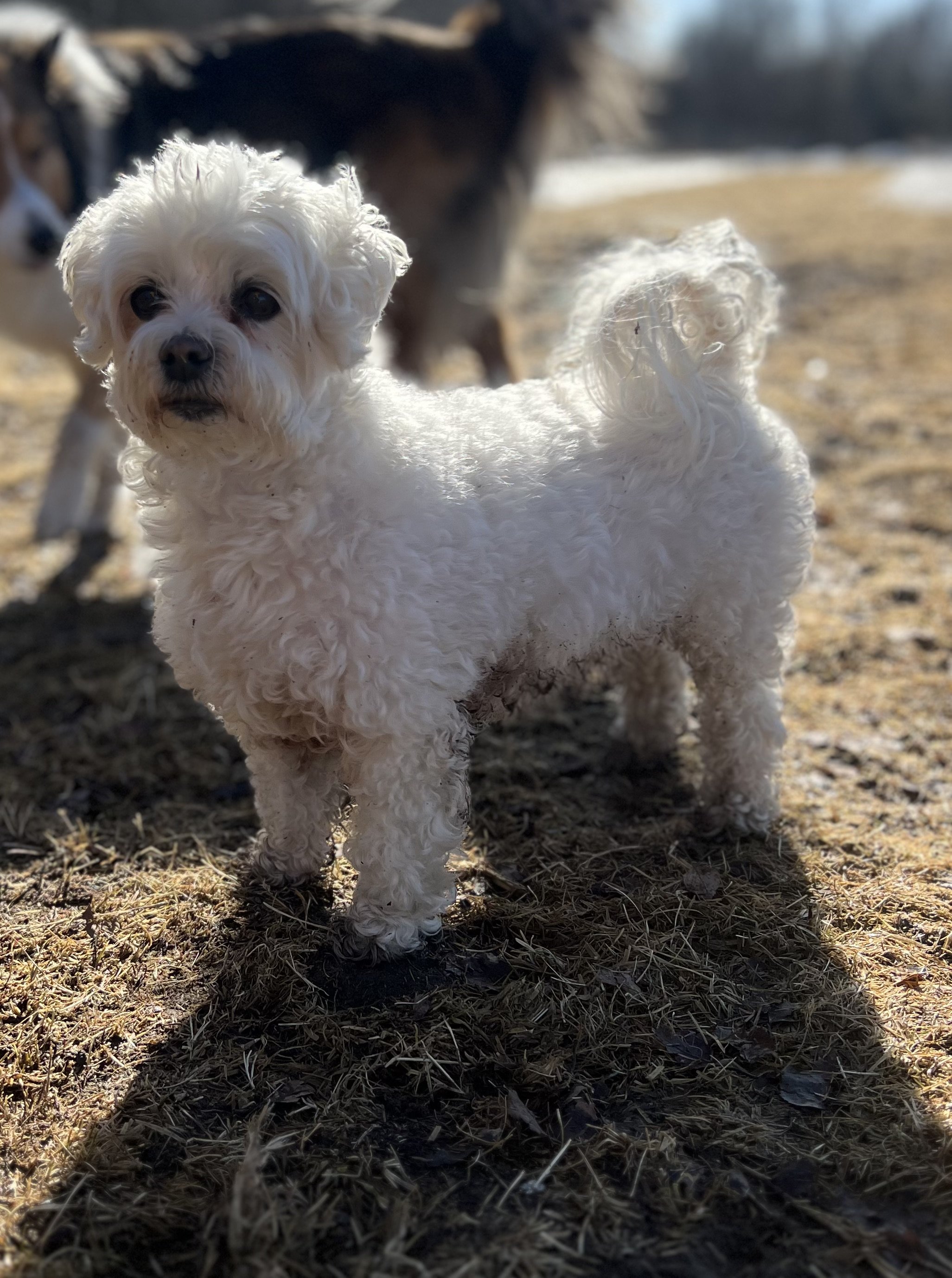 En hvit, krøllete valp som står på jord med tørre blader, med en større, brunt og svart hund i bakgrunnen. Været er kaldt og det er snø i det fjerne. Hamar Hundeskole og Hamar hundedagis og Hamar Hundebarnehage.