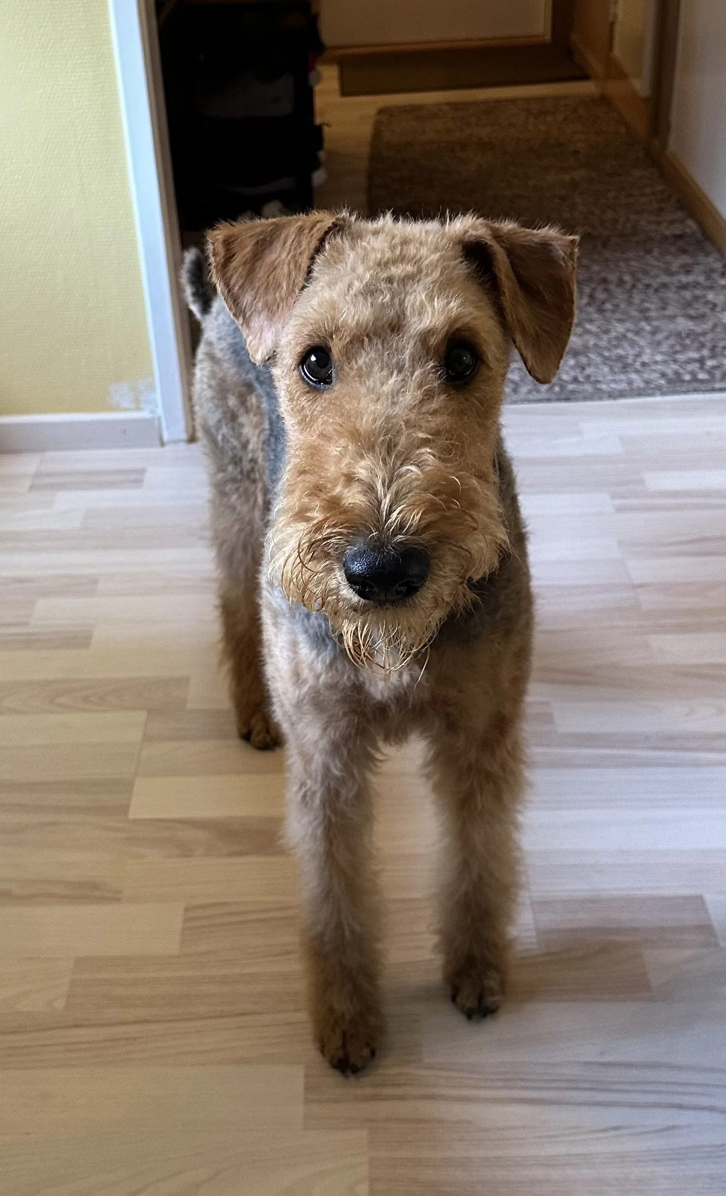 En liten hund med brunt og grått pels, står på en lys tre-parkett golv i et rom. Hamar Hundeskole og Hamar hundedagis og Hamar Hundebarnehage.
