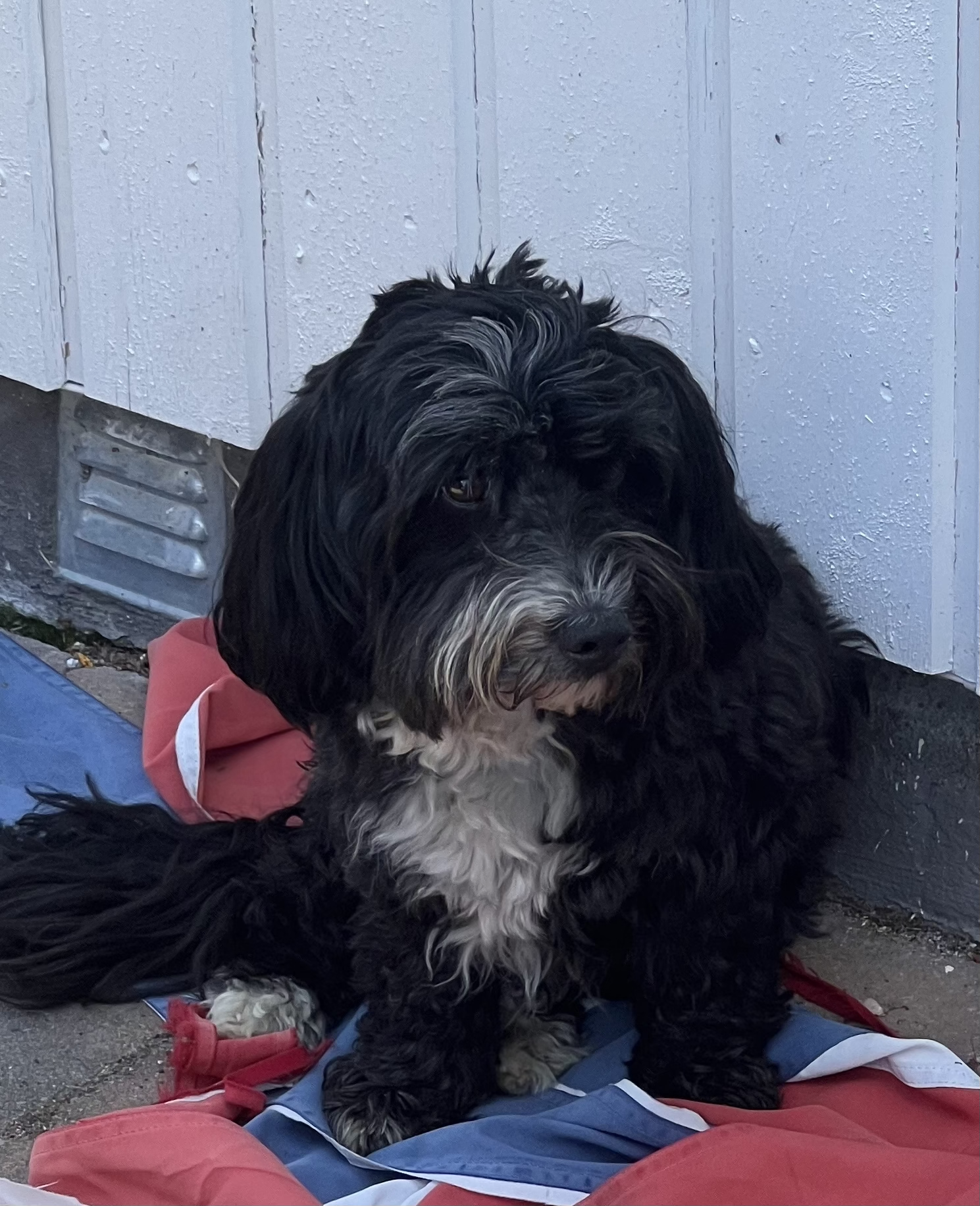En svart og hvit hund sitter på et blått og rødt teppe foran en hvit vegg. Hamar Hundeskole og Hamar hundedagis og Hamar Hundebarnehage. 