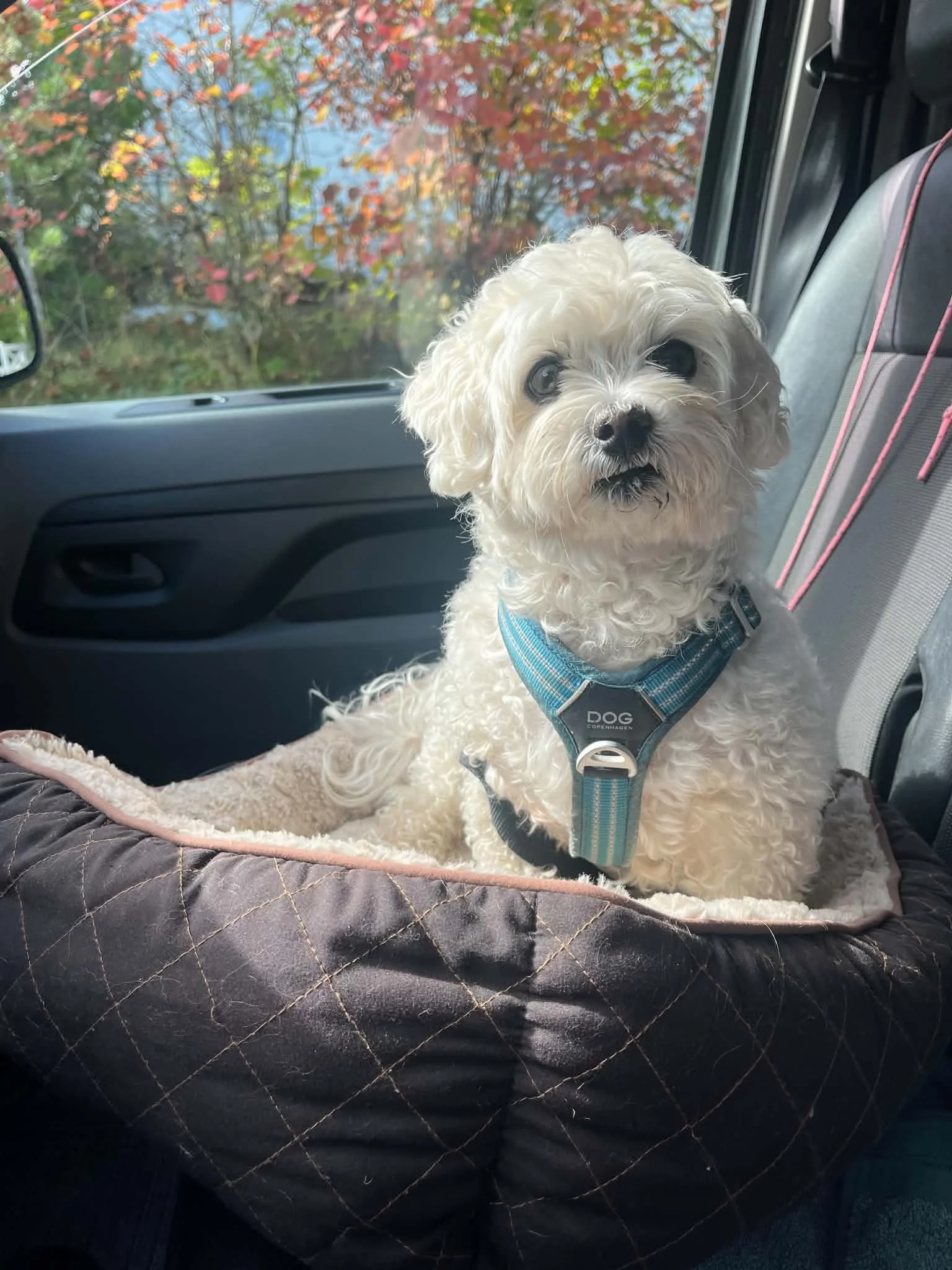 En liten hvit hund med krøllete pels som sitter i en bil, med høstfargede trær utenfor. Hunden har på seg et blått halsbånd. Hamar Hundeskole og Hamar hundedagis og Hamar Hundebarnehage.