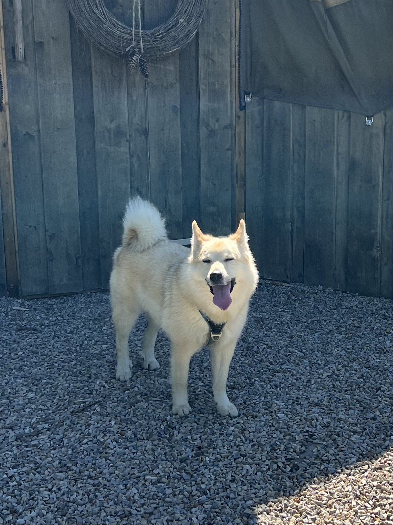 Hvit hund med tykk pels og svart sele står på grus foran et grått tregjerde, blid med åpen munn og øyne som nesten er lukket. Hamar Hundeskole og Hamar hundedagis og Hamar Hundebarnehage.